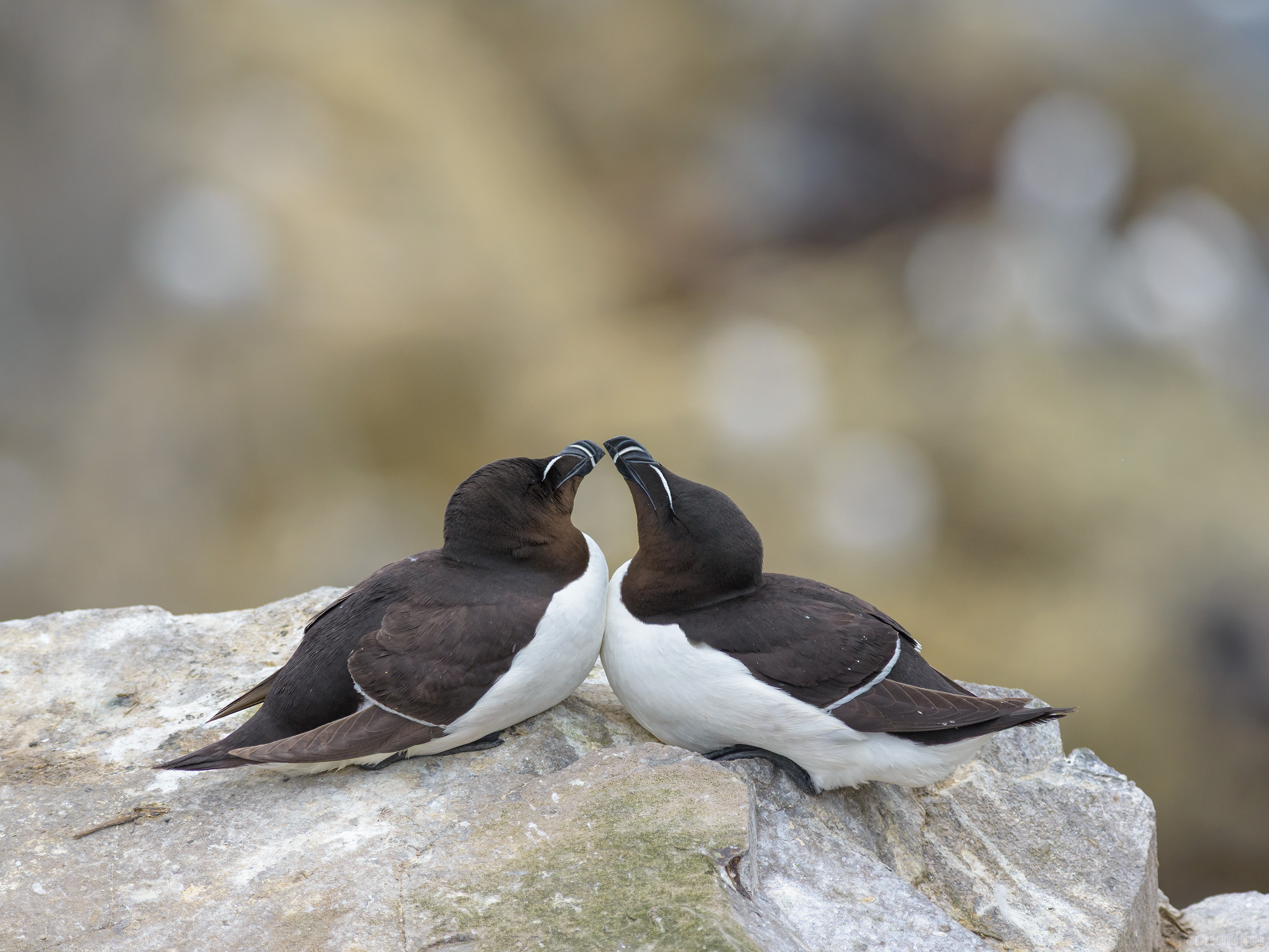 Razorbills In Love