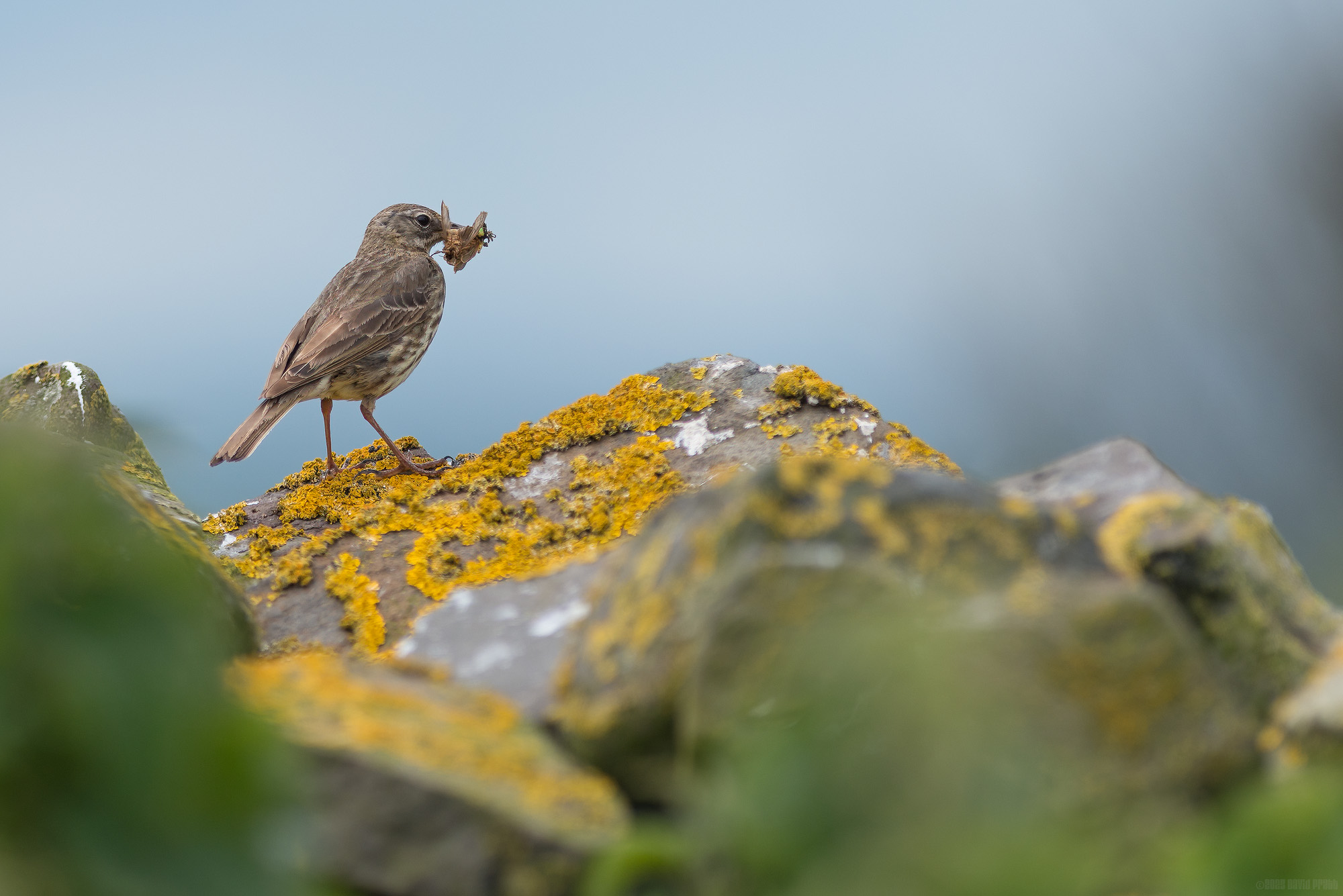 Rock Pipit With Lunch
