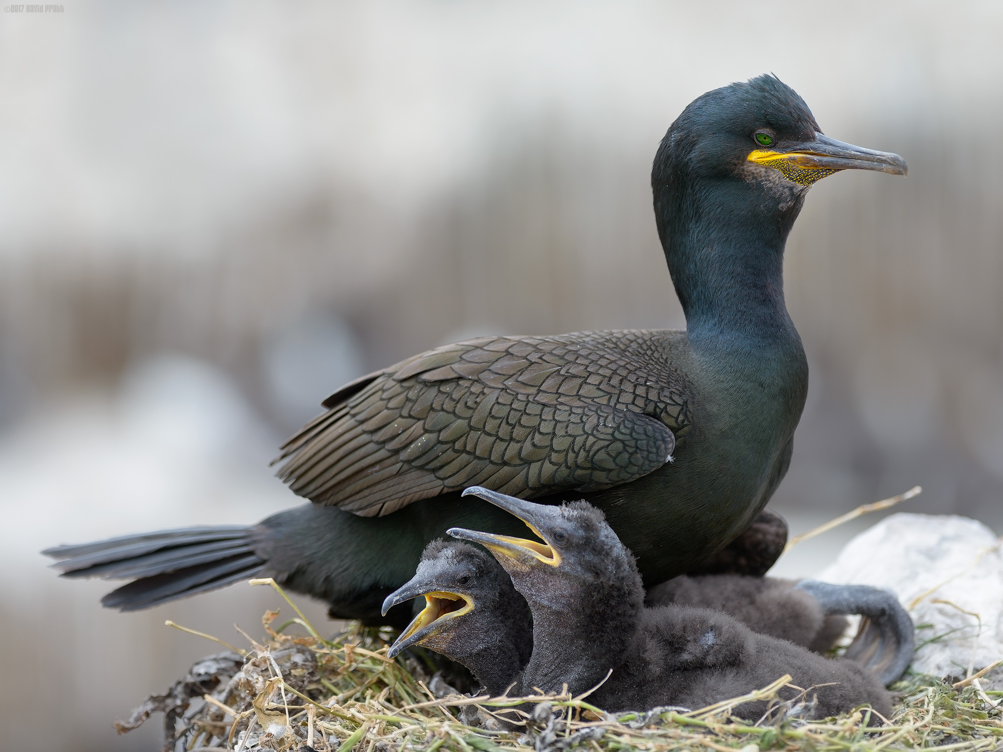The Joy Of Parenthood