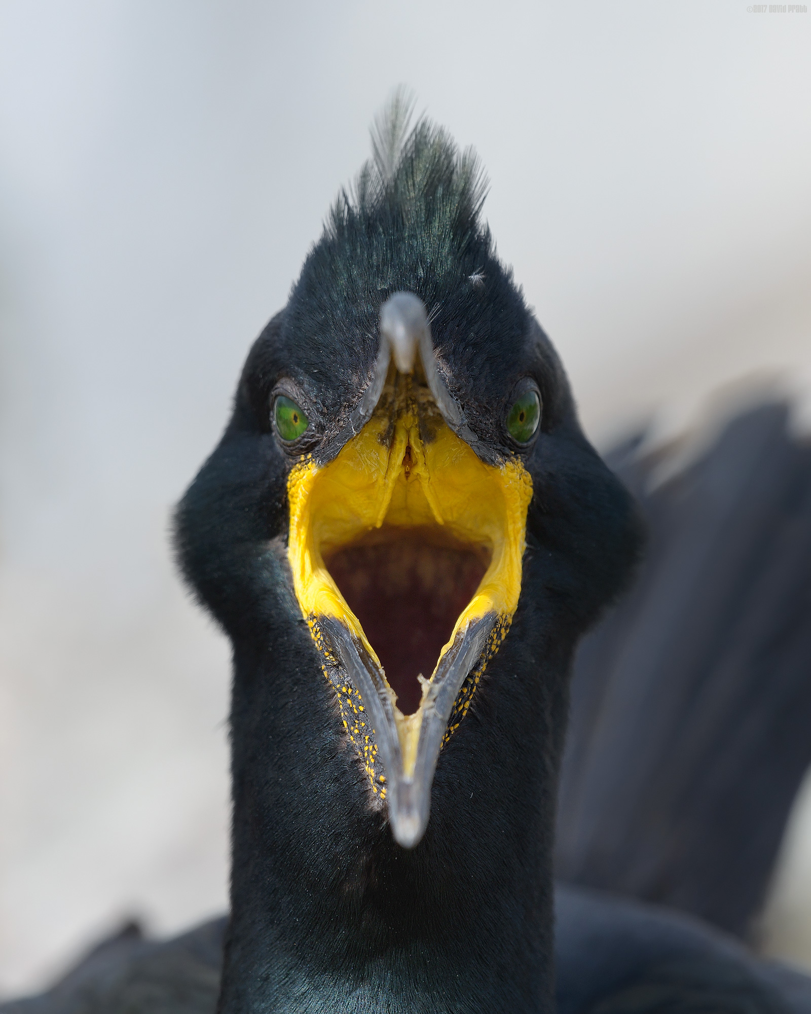 Staring Into The Abyss