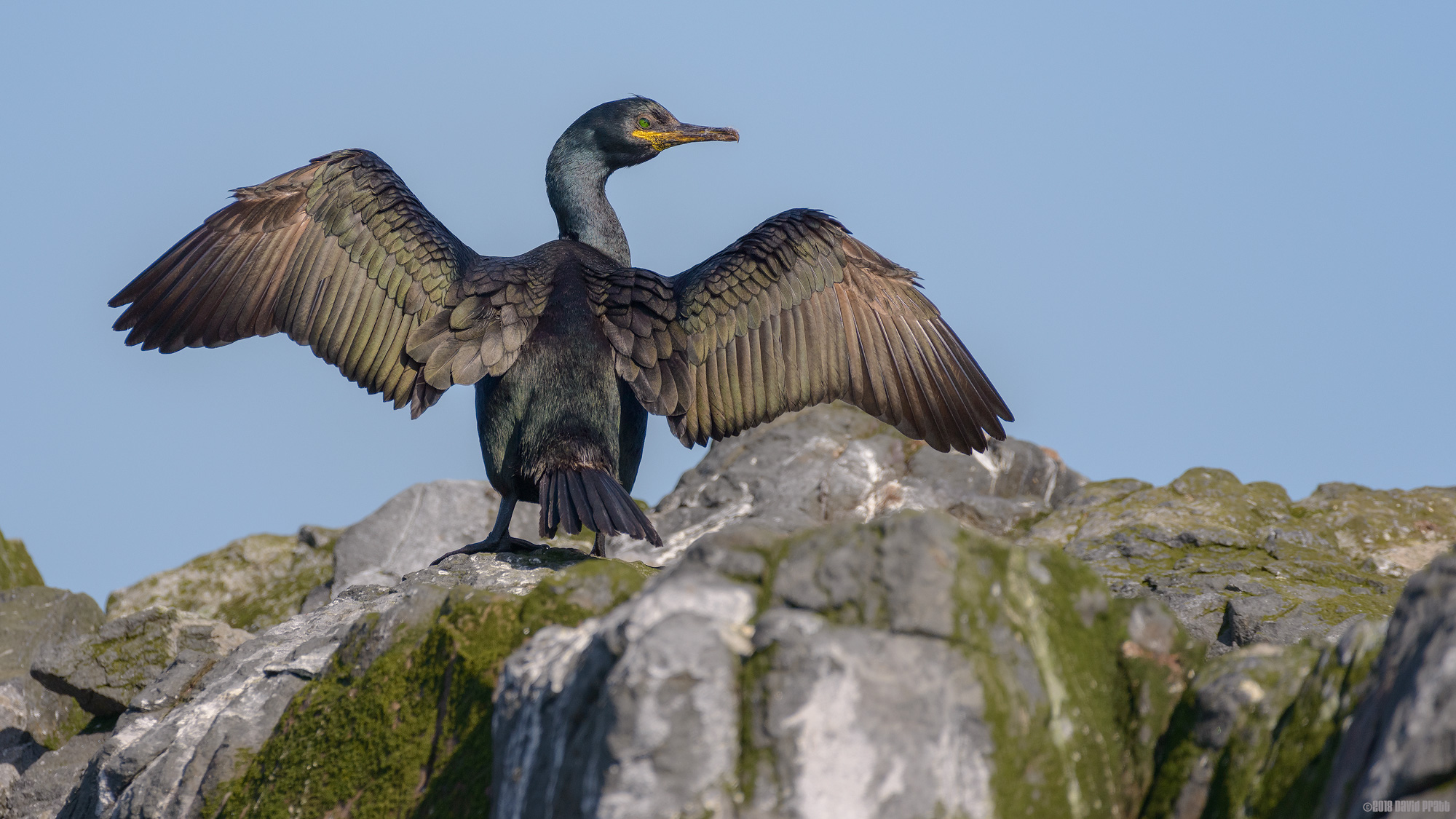 Drying Off In The Sun