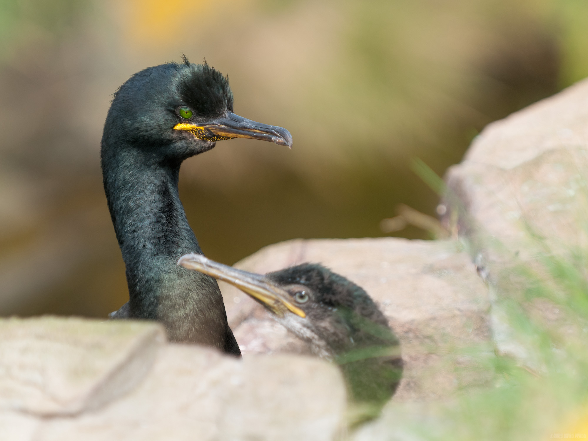 Keeping An Eye On The Youngster
