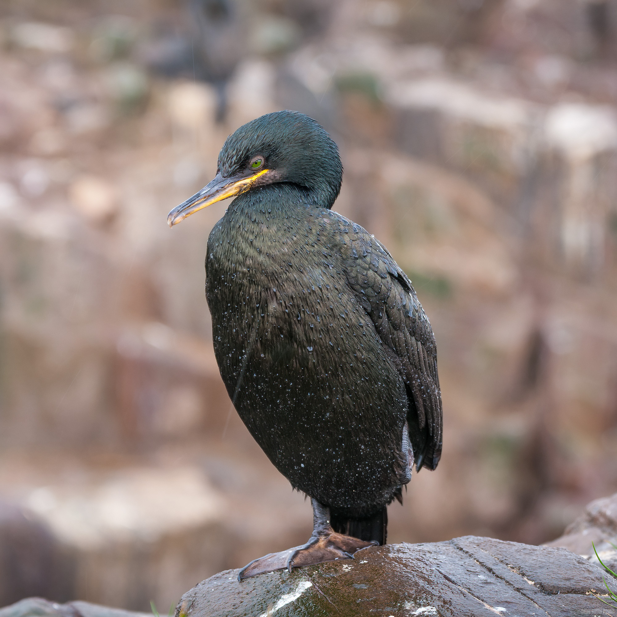 Do I Look Like I Enjoy The Rain?