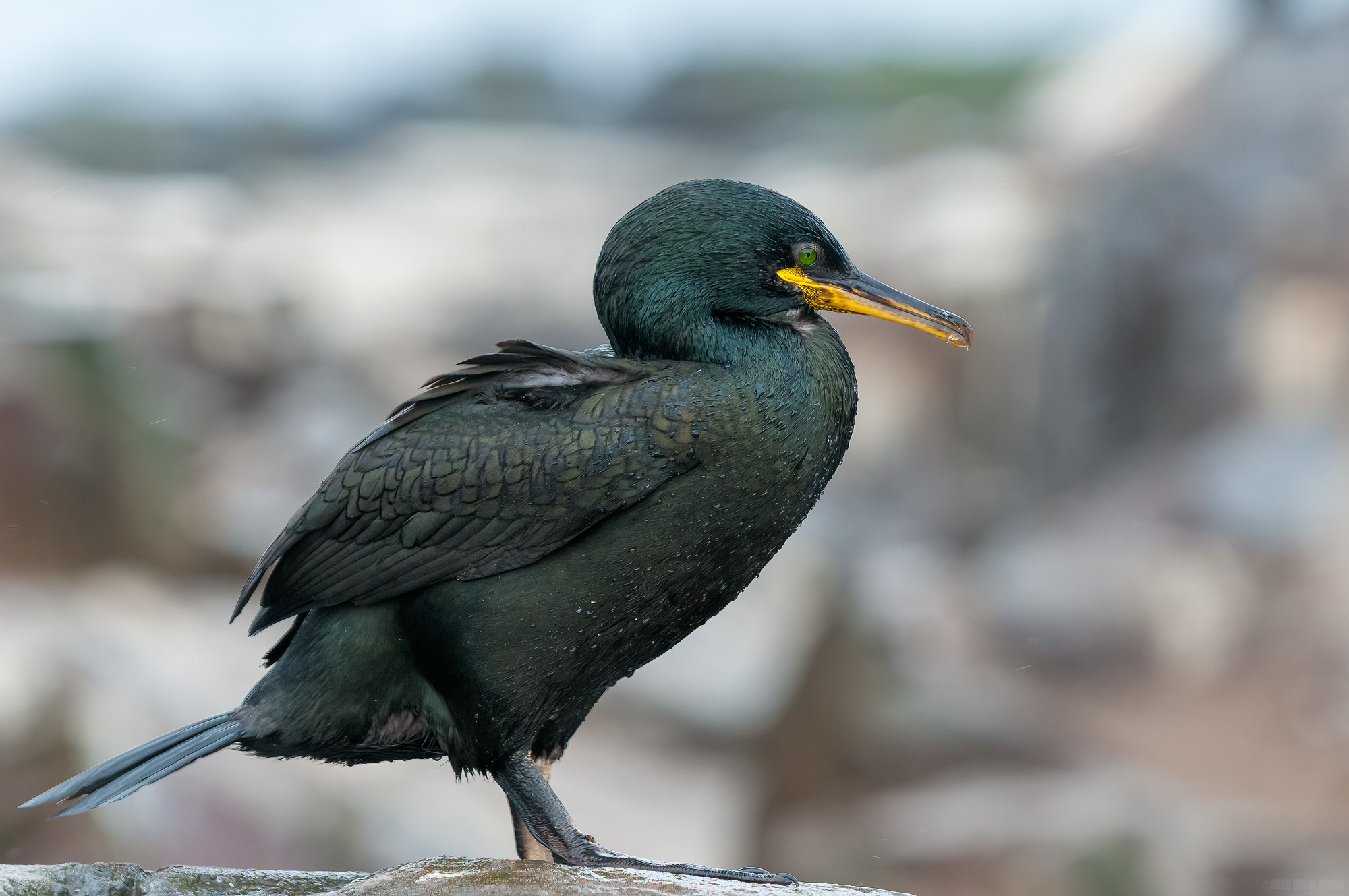 Wet Shag On A Rock