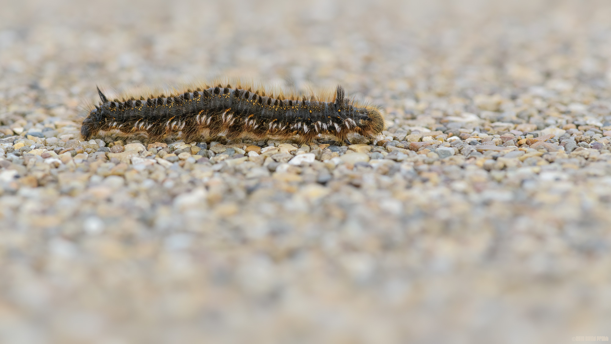 Drinker Moth Caterpillar
