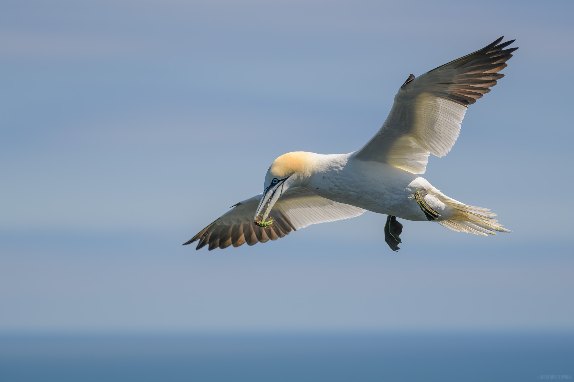 Something For The Nest