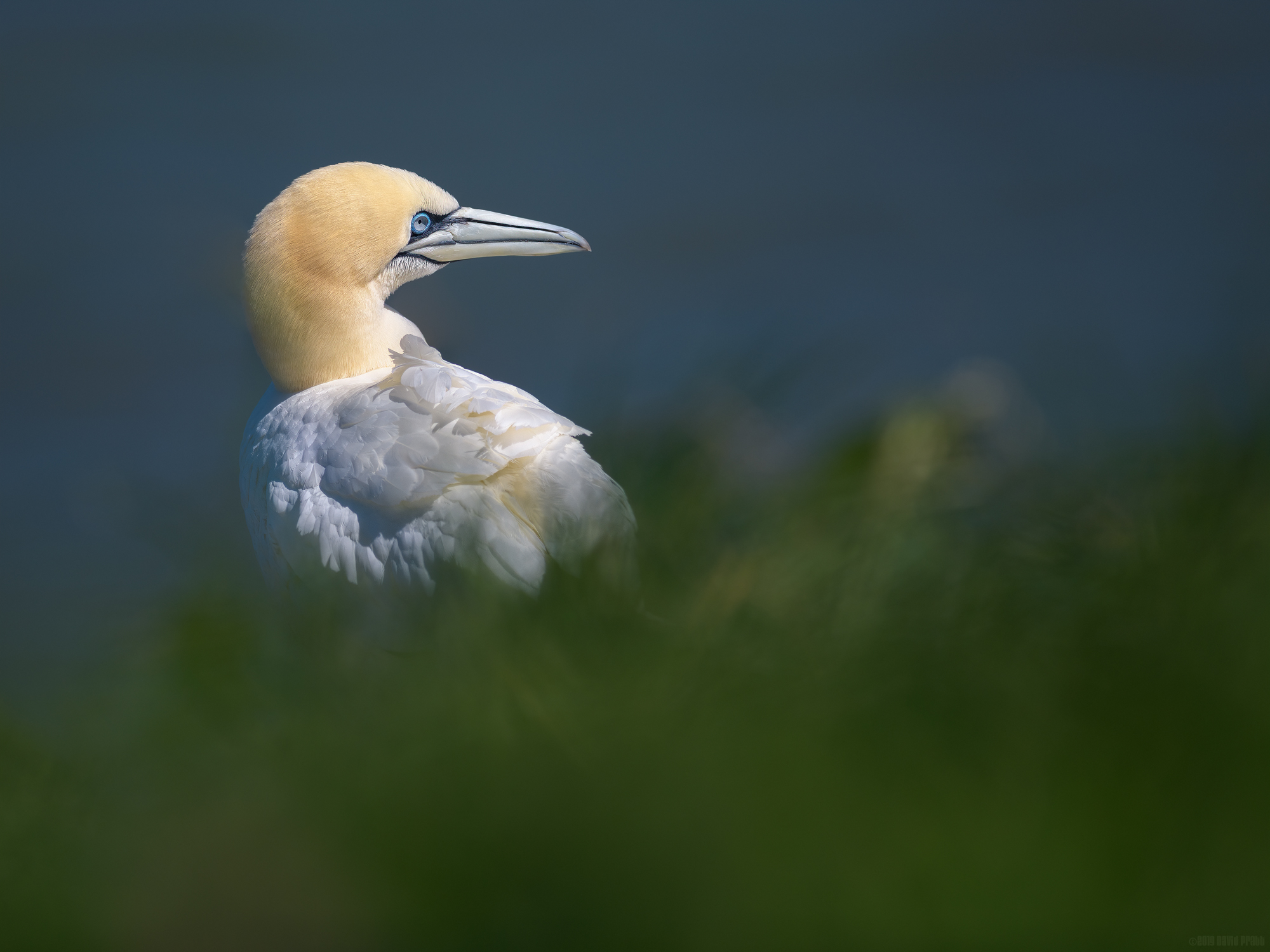 Glowing Gannet
