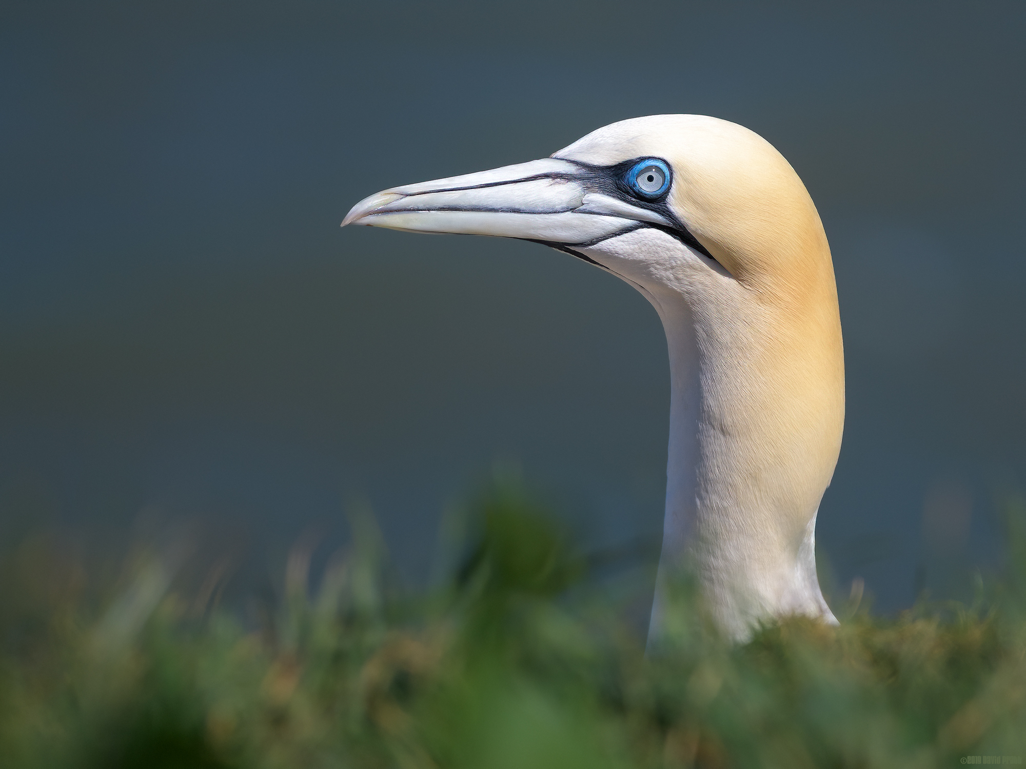 Sticking His Neck Out