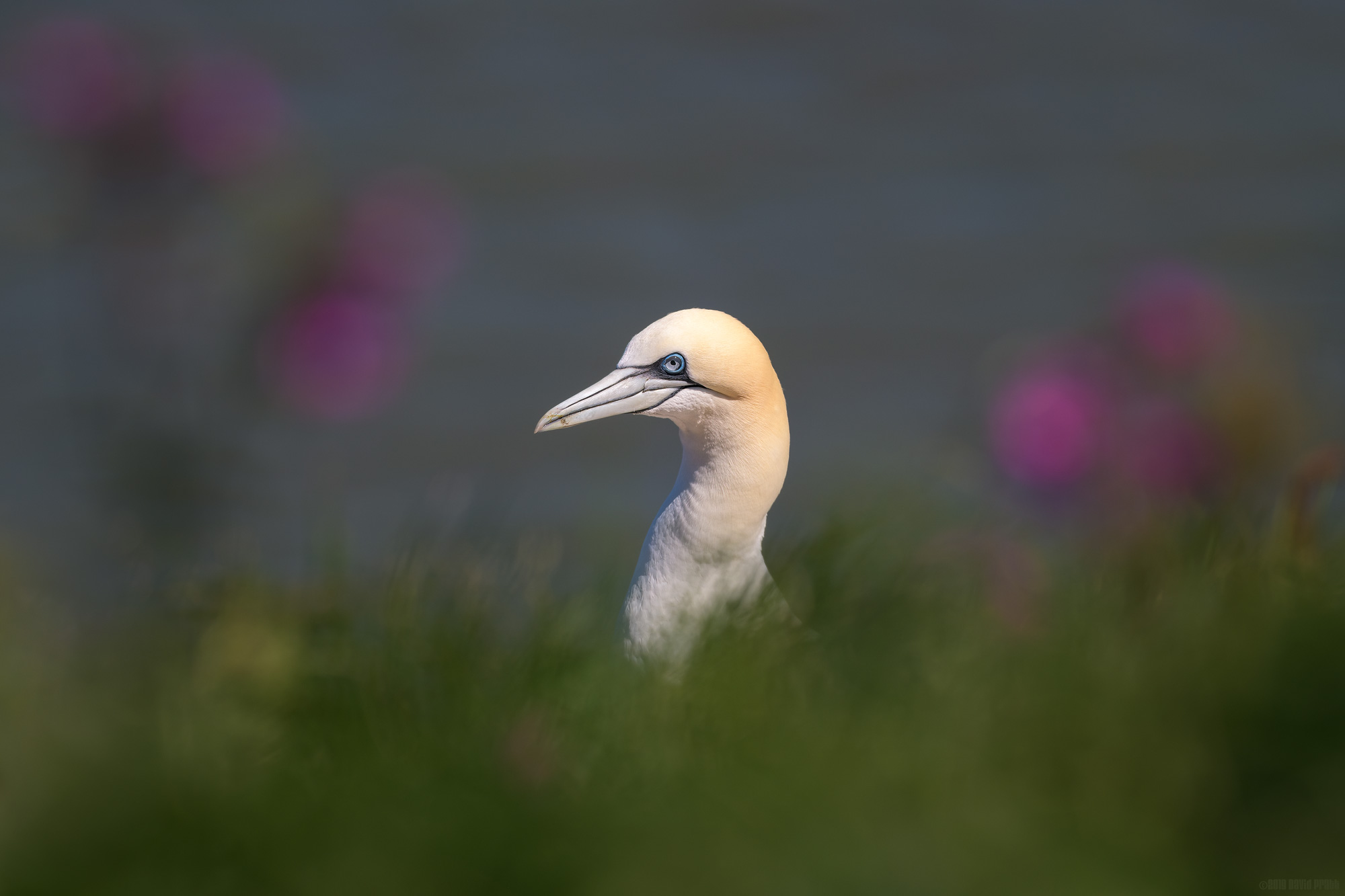 Gannet In The Long Grass