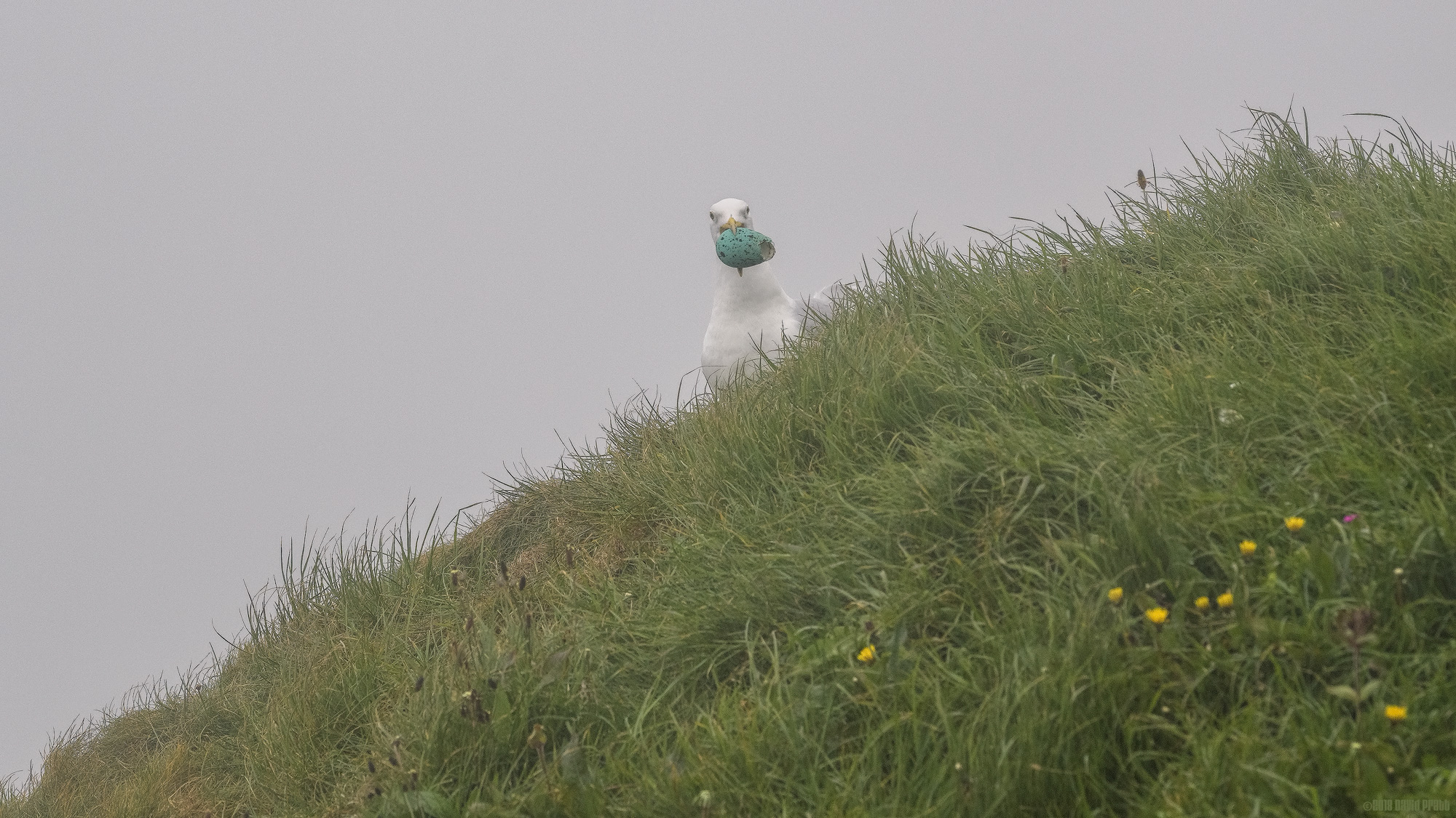 The Egg That Didn't Make It