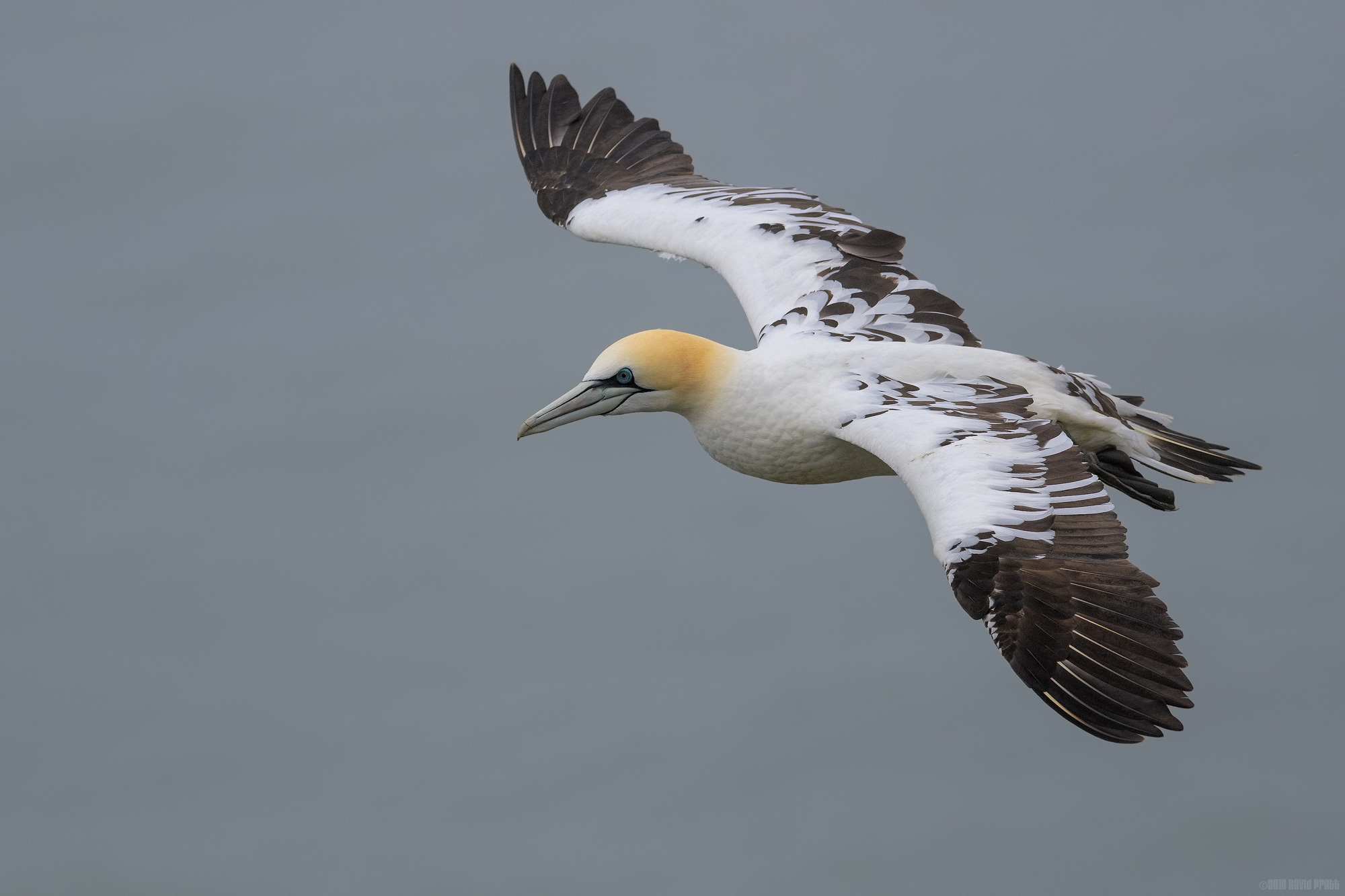 Junior Gannet