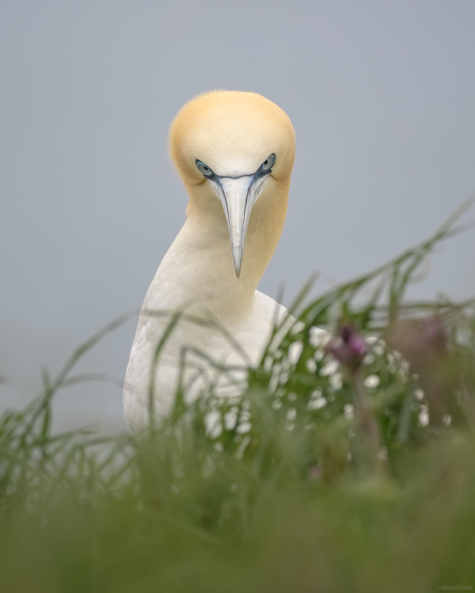 One Serious Gannet