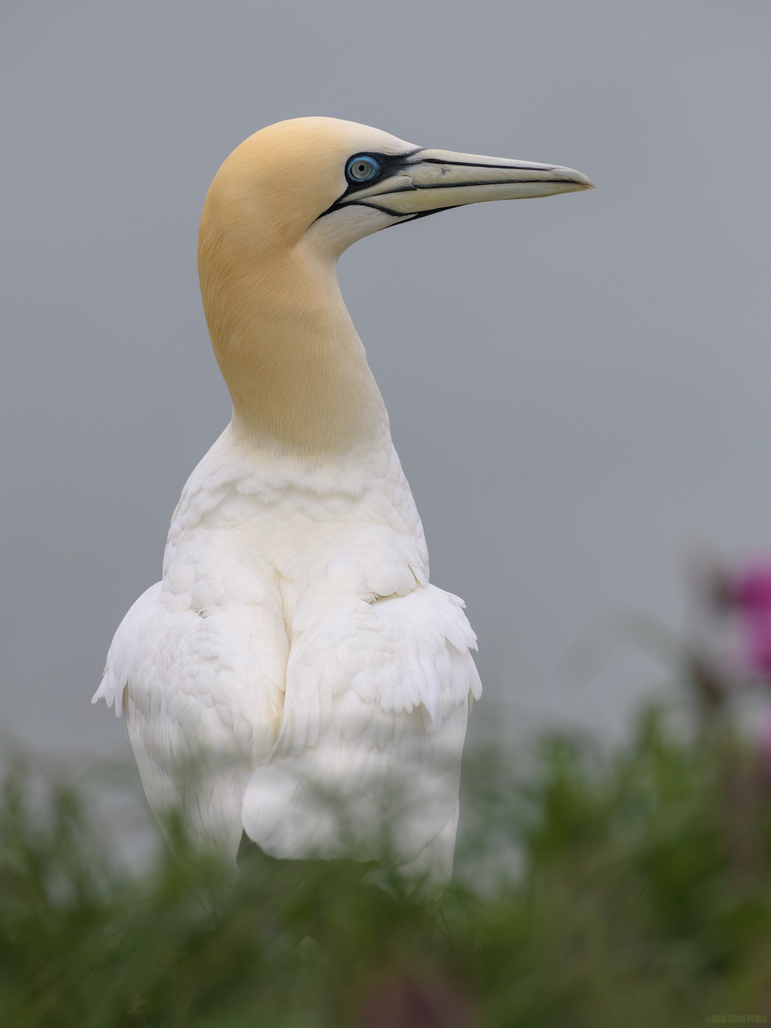Gannet Profile
