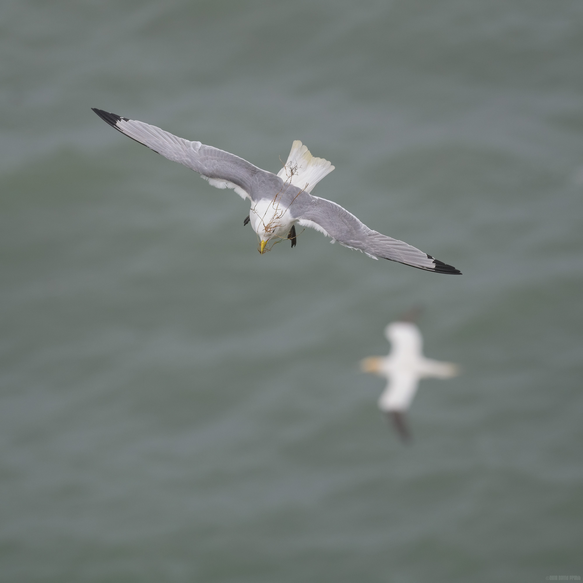 Kittiwake Over Gannet