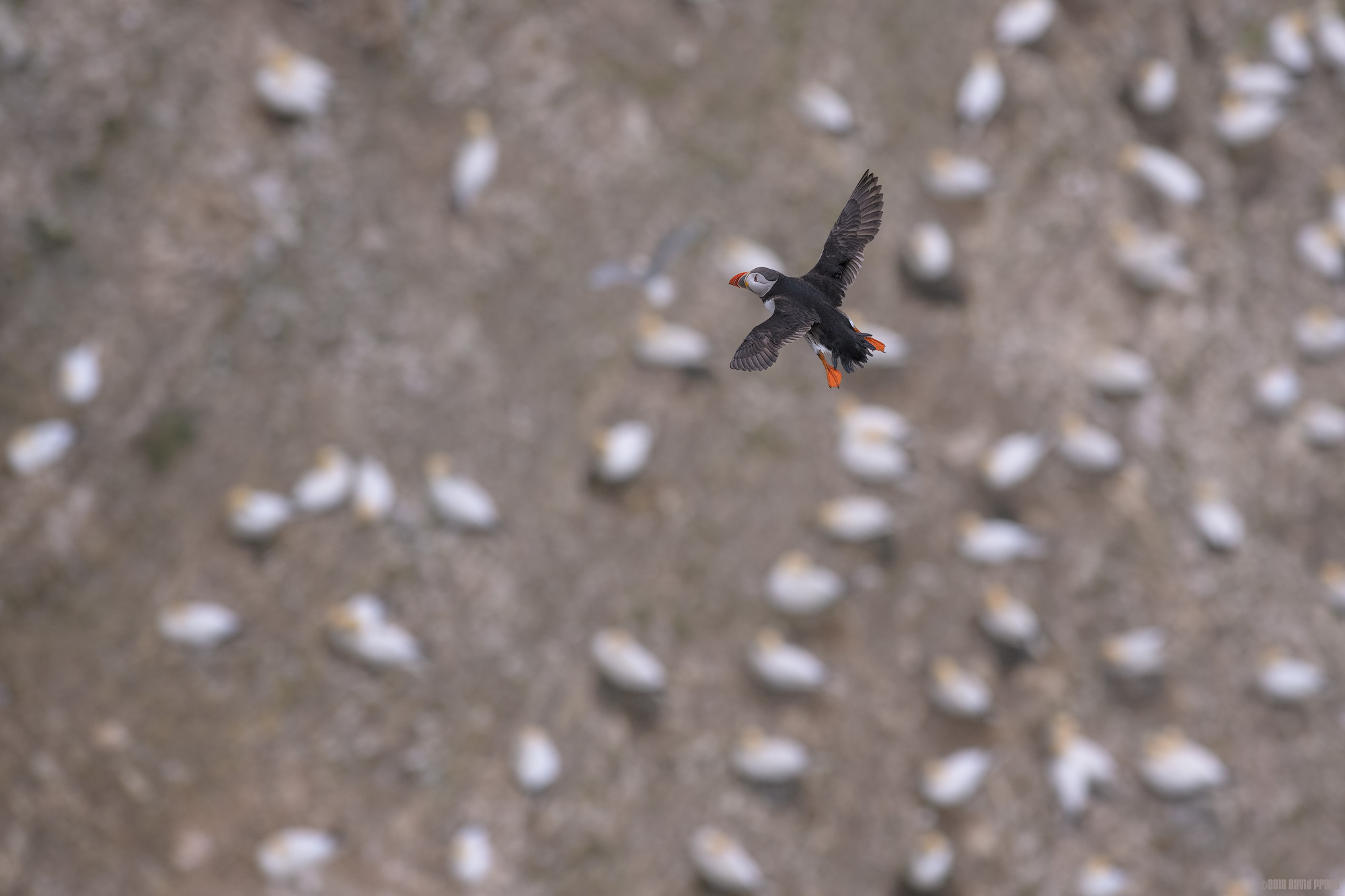Puffin Over Sleeping Gannets