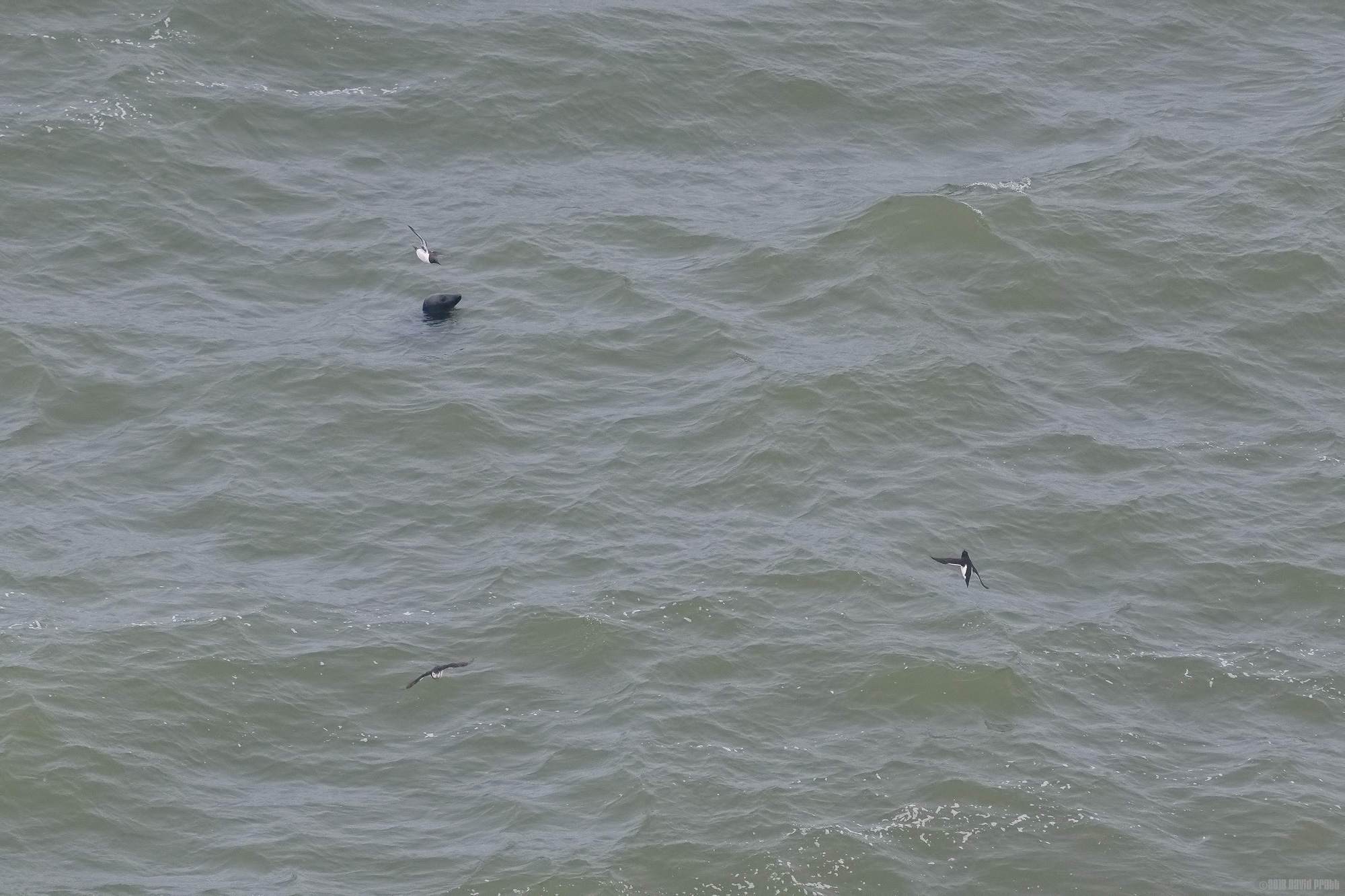 Grey Seal Under Bempton Cliffs