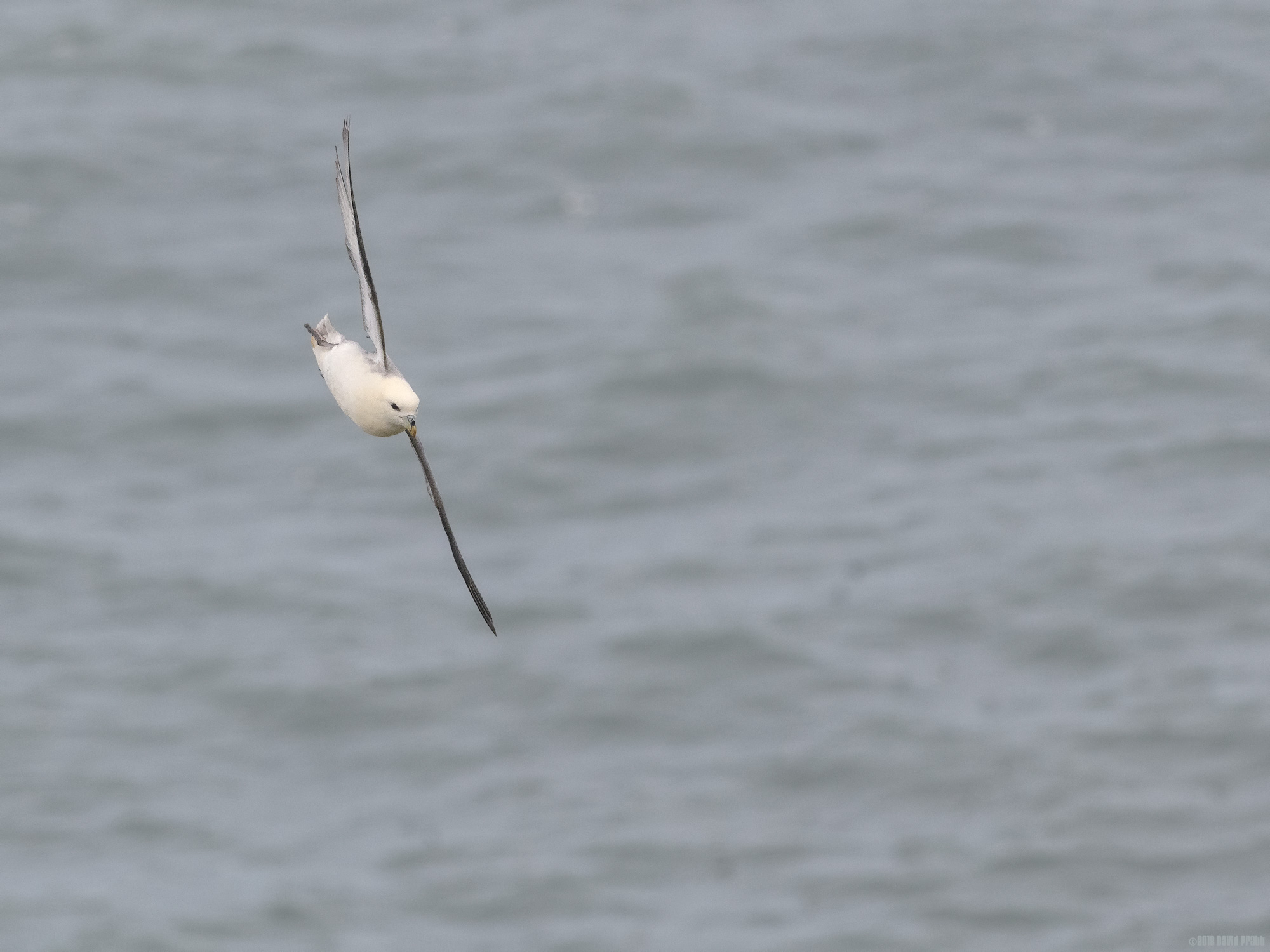 Fulmar Flight