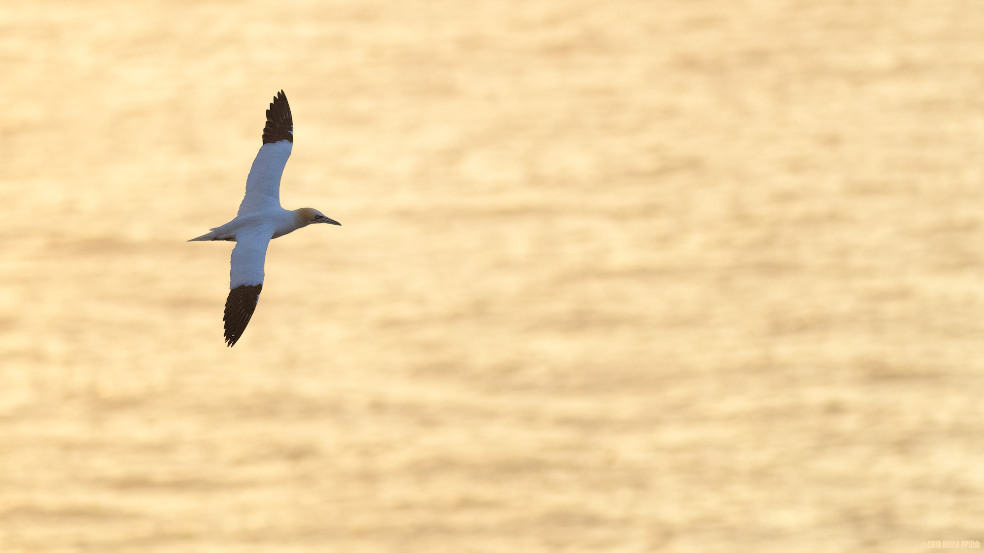 Gannet Over A Sea Of Gold