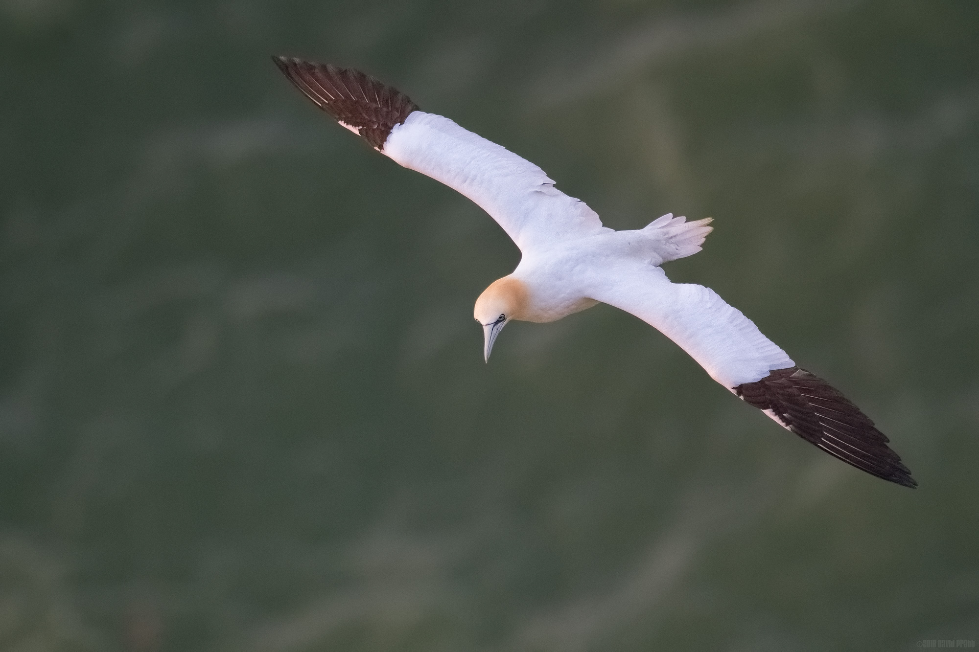 Catching The Setting Sun