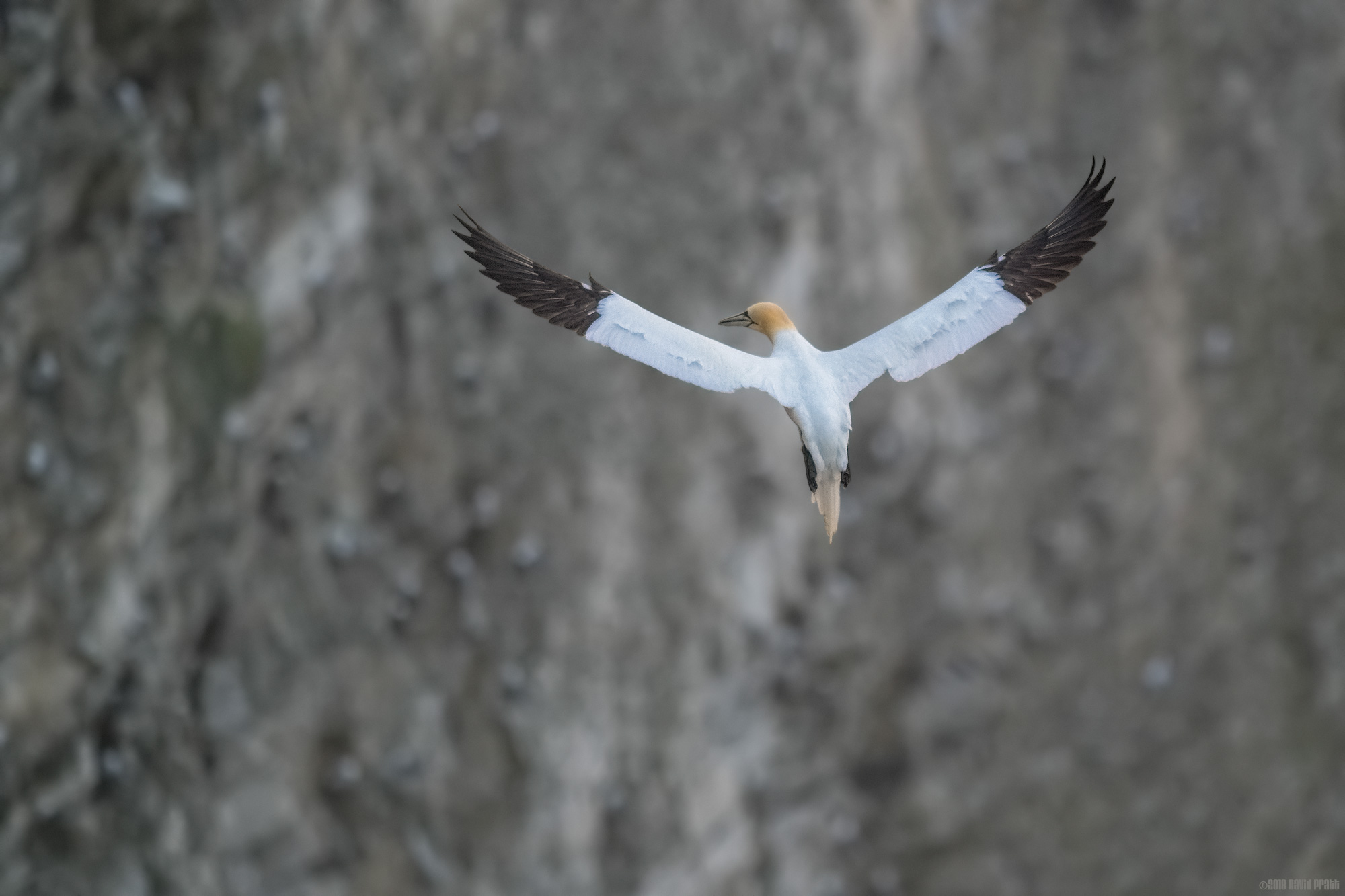 Heading Back To The Cliff Face