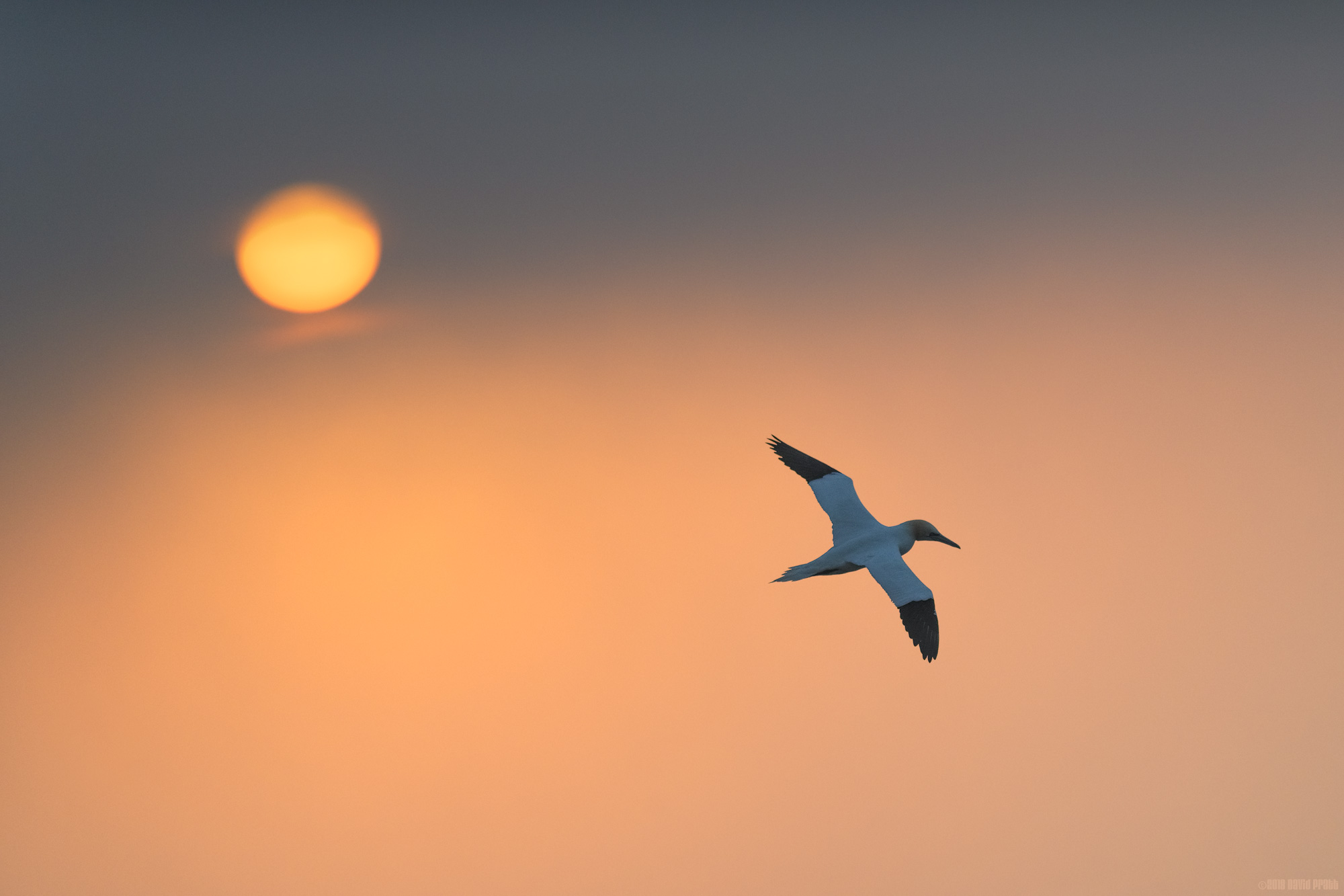 Cruising Under The Fog