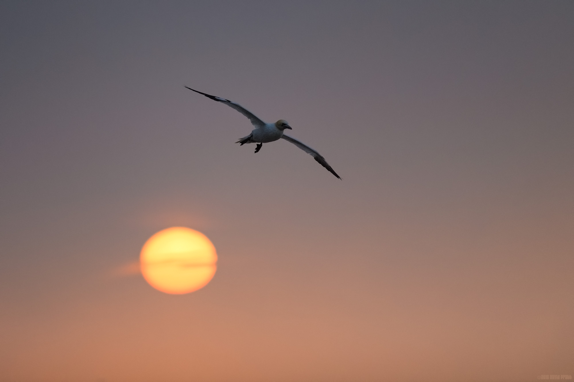 Flying Higher Than The Sun