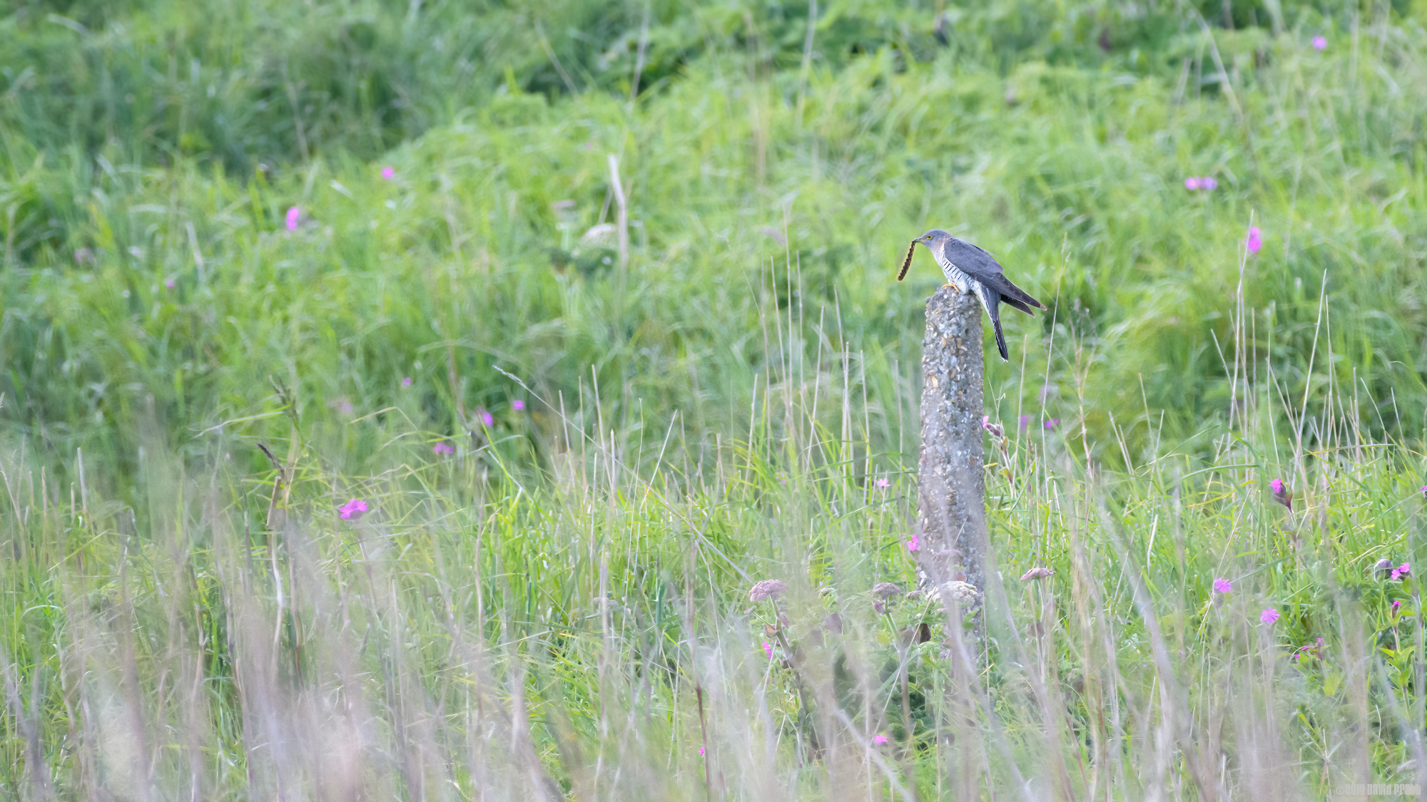 Cuckoo With Drinker Moth Caterpillar