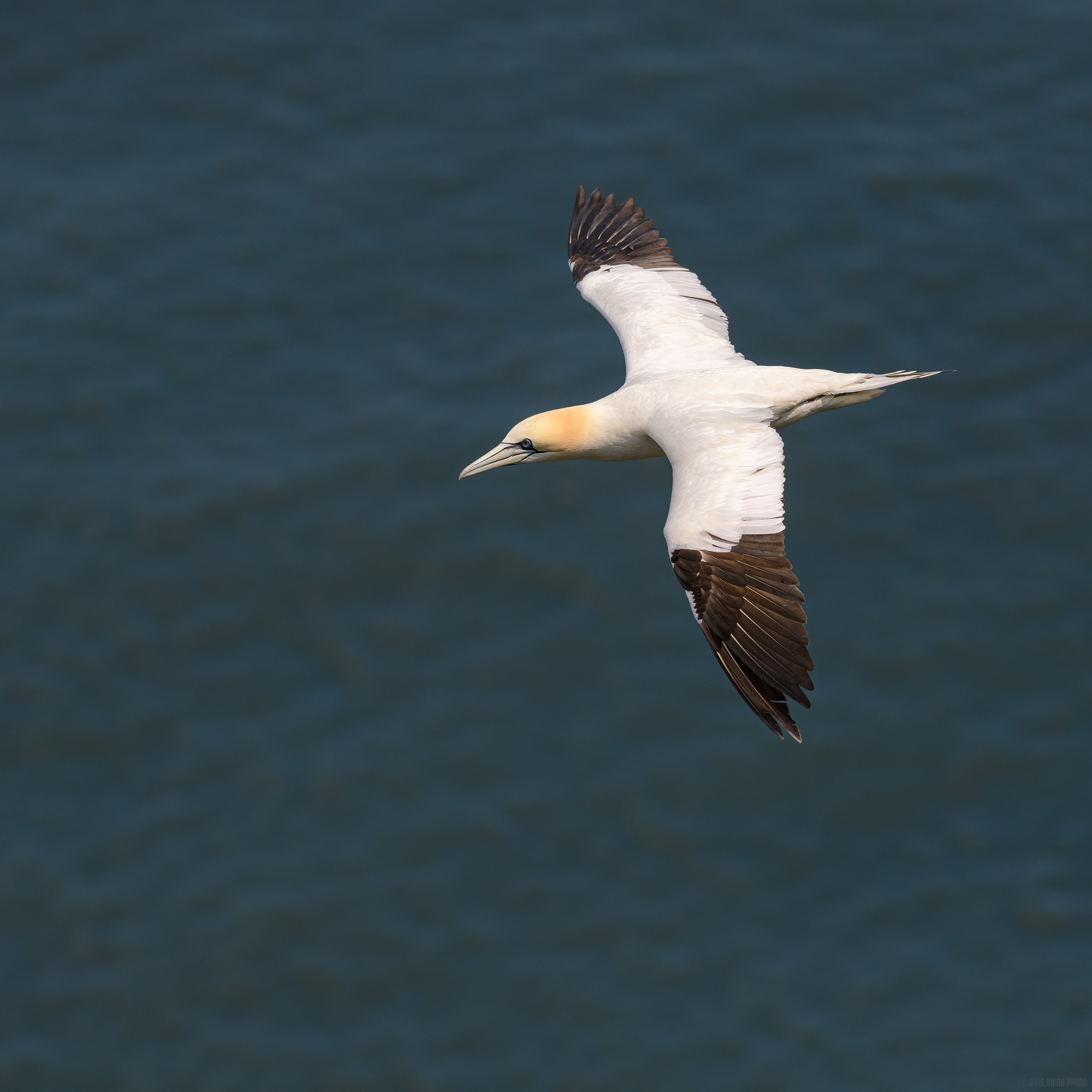 Gannet On The Wing