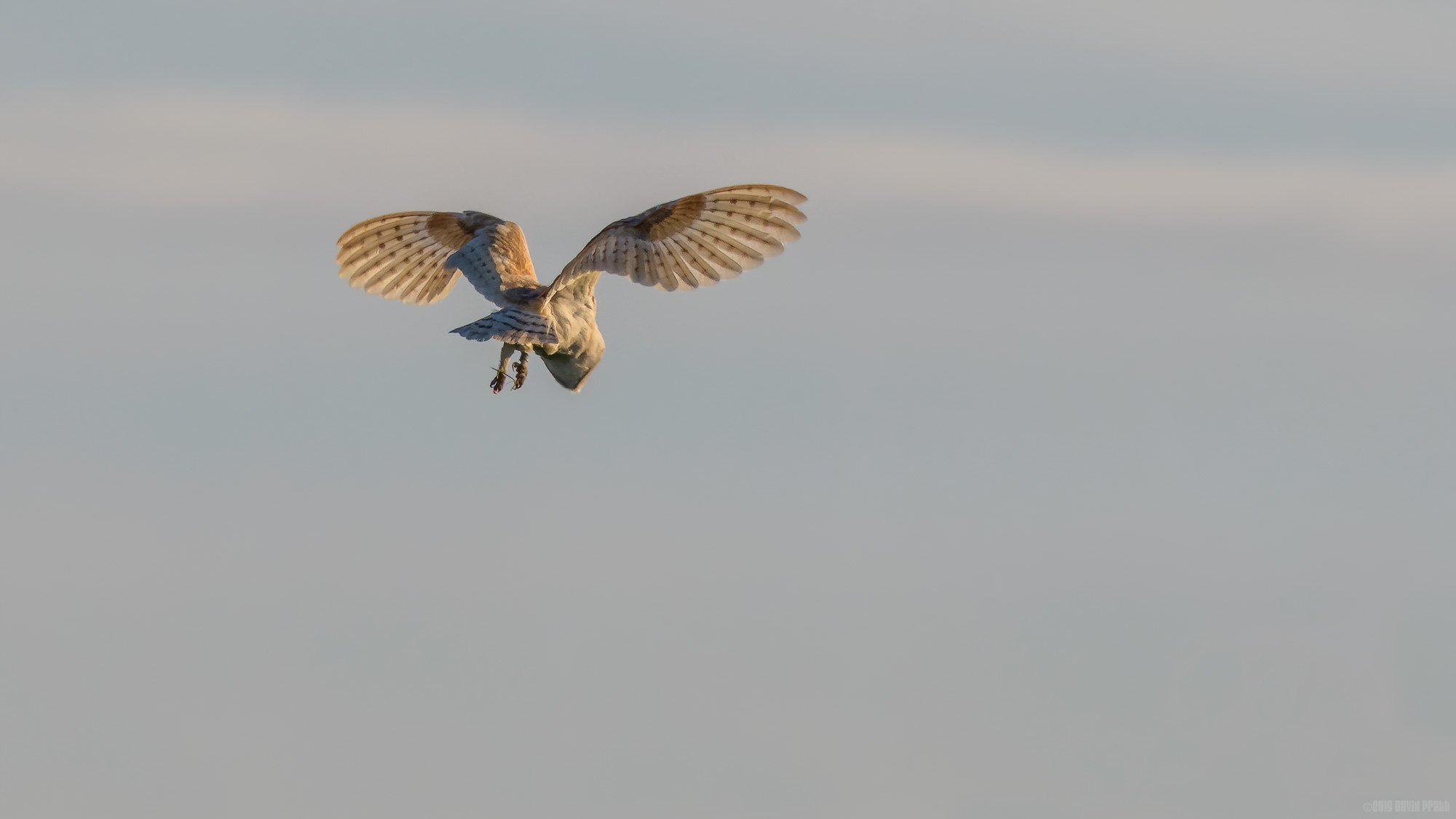 Searching For Supper