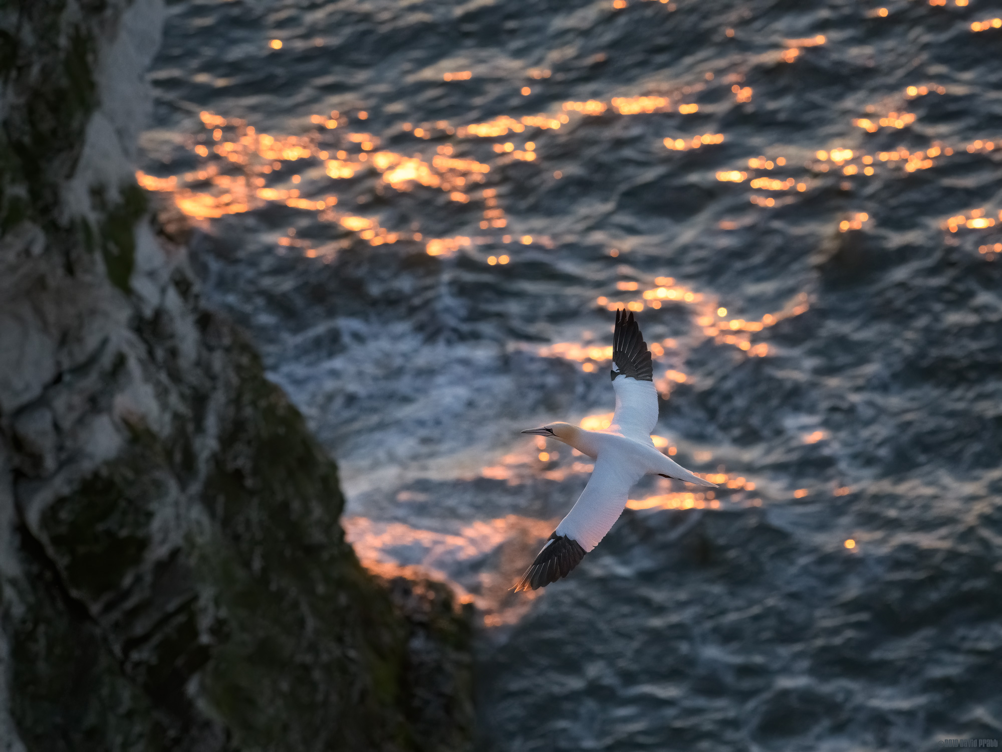 Gannet Over Gold