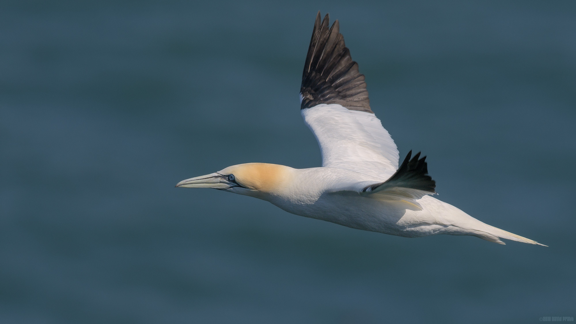 Beyond The Blue Horizon