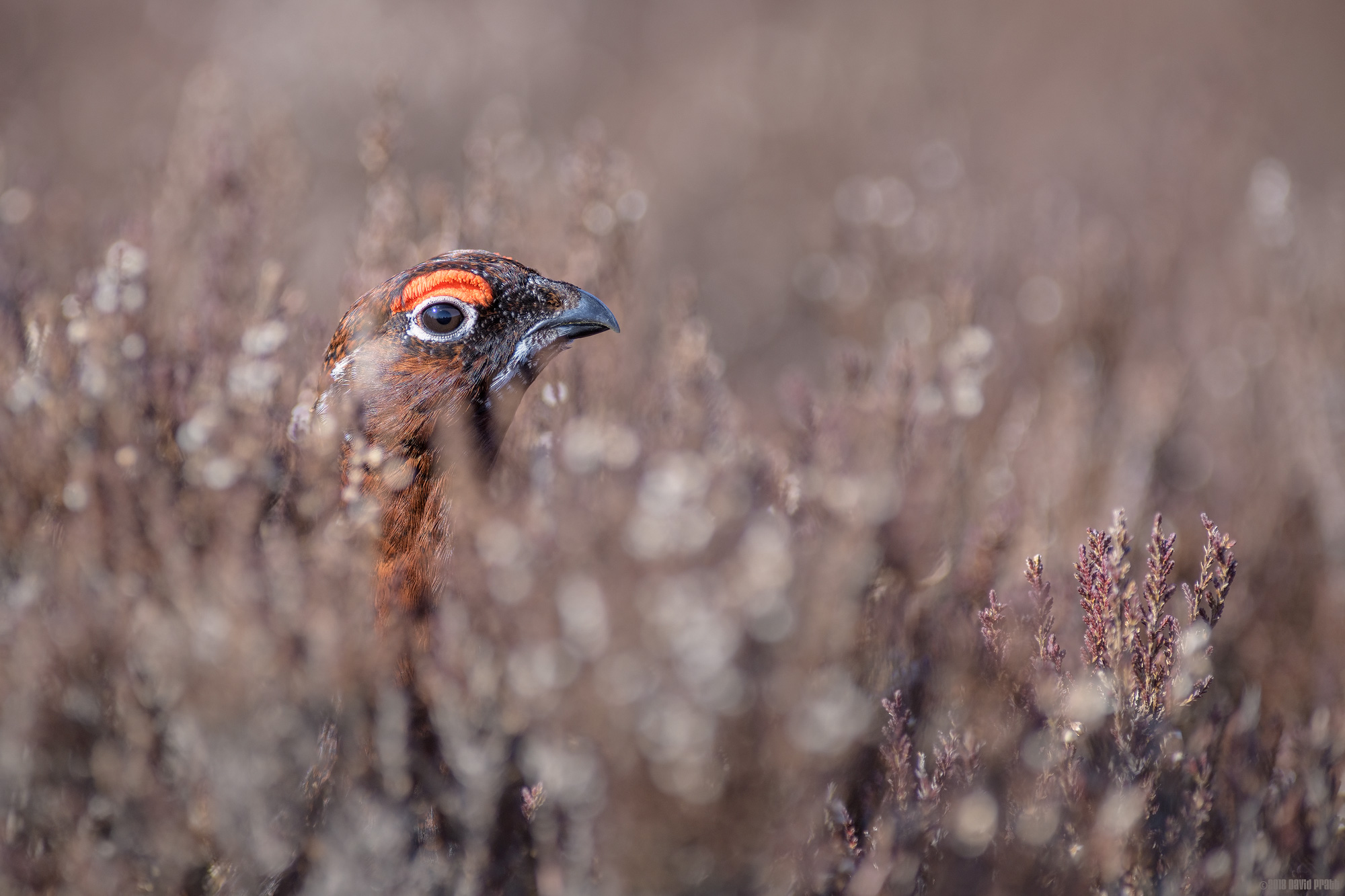 Stopping To Smell The Heather