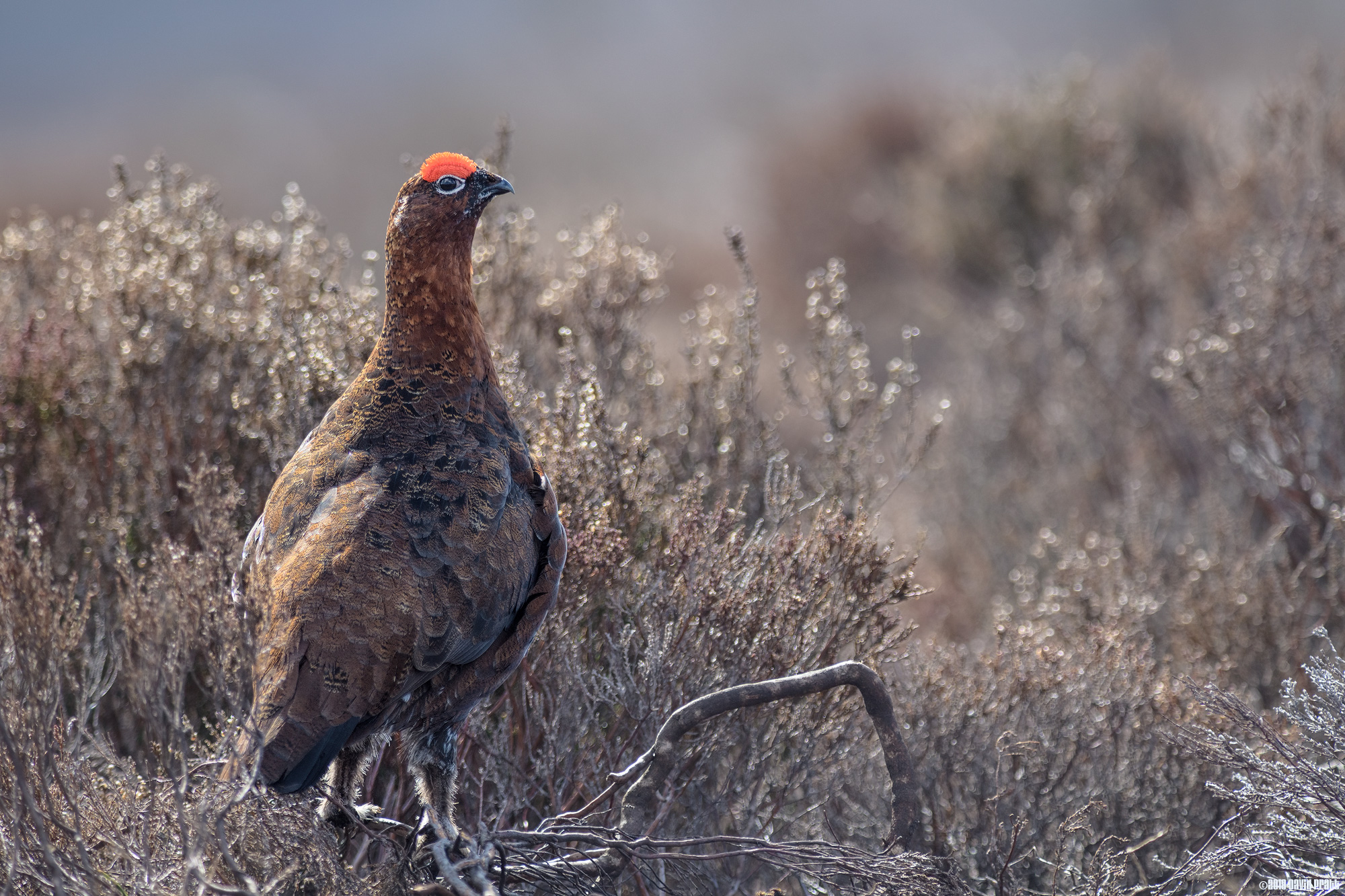 A Branch To Perch On