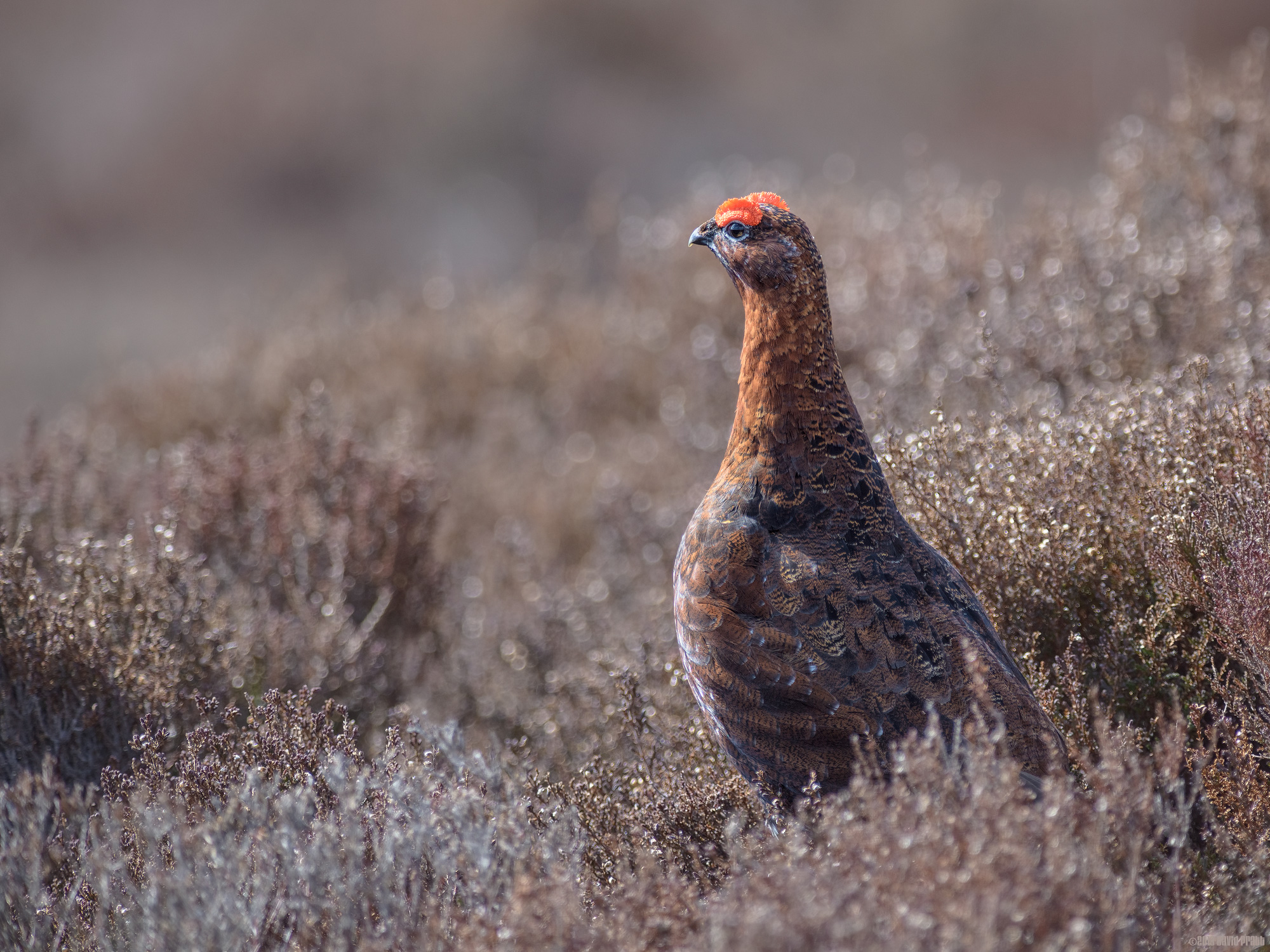 Staring Out Across The Moors
