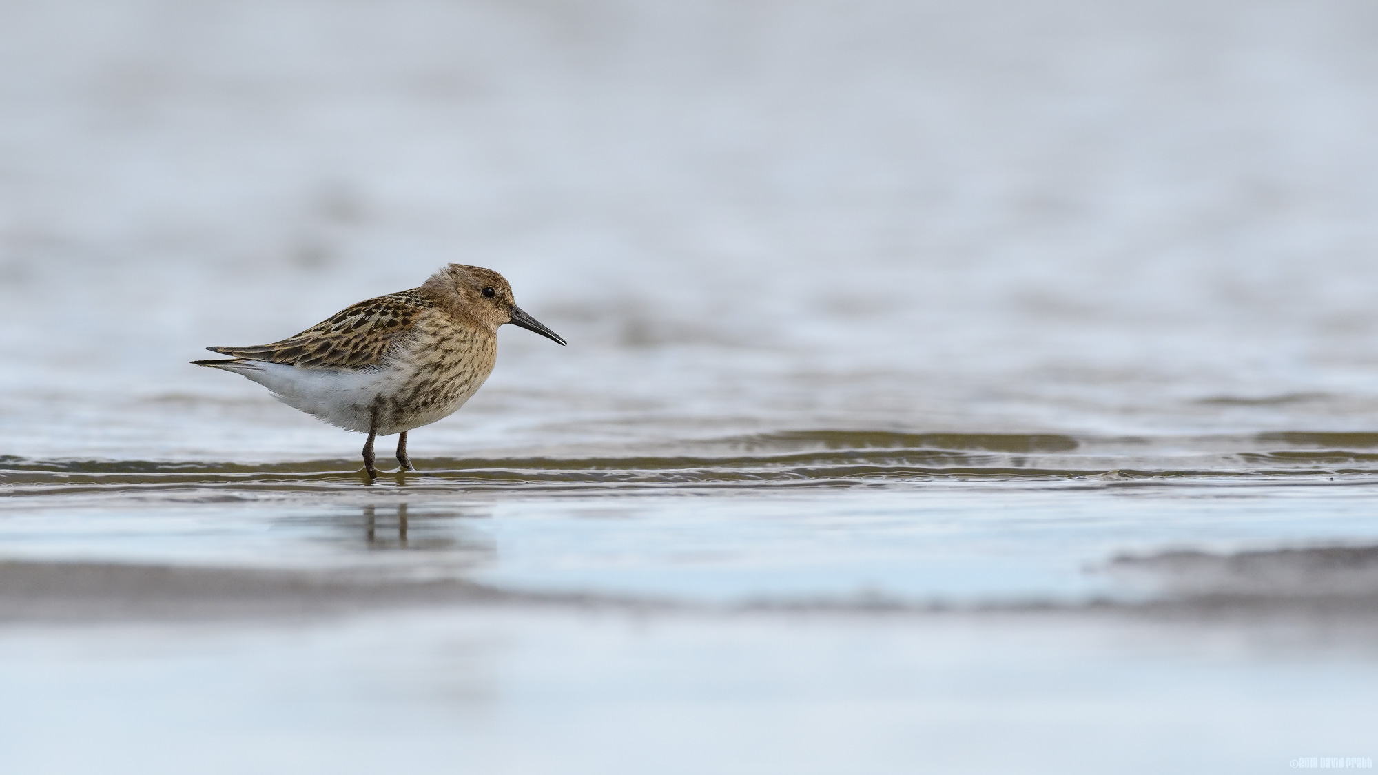 Dunlin