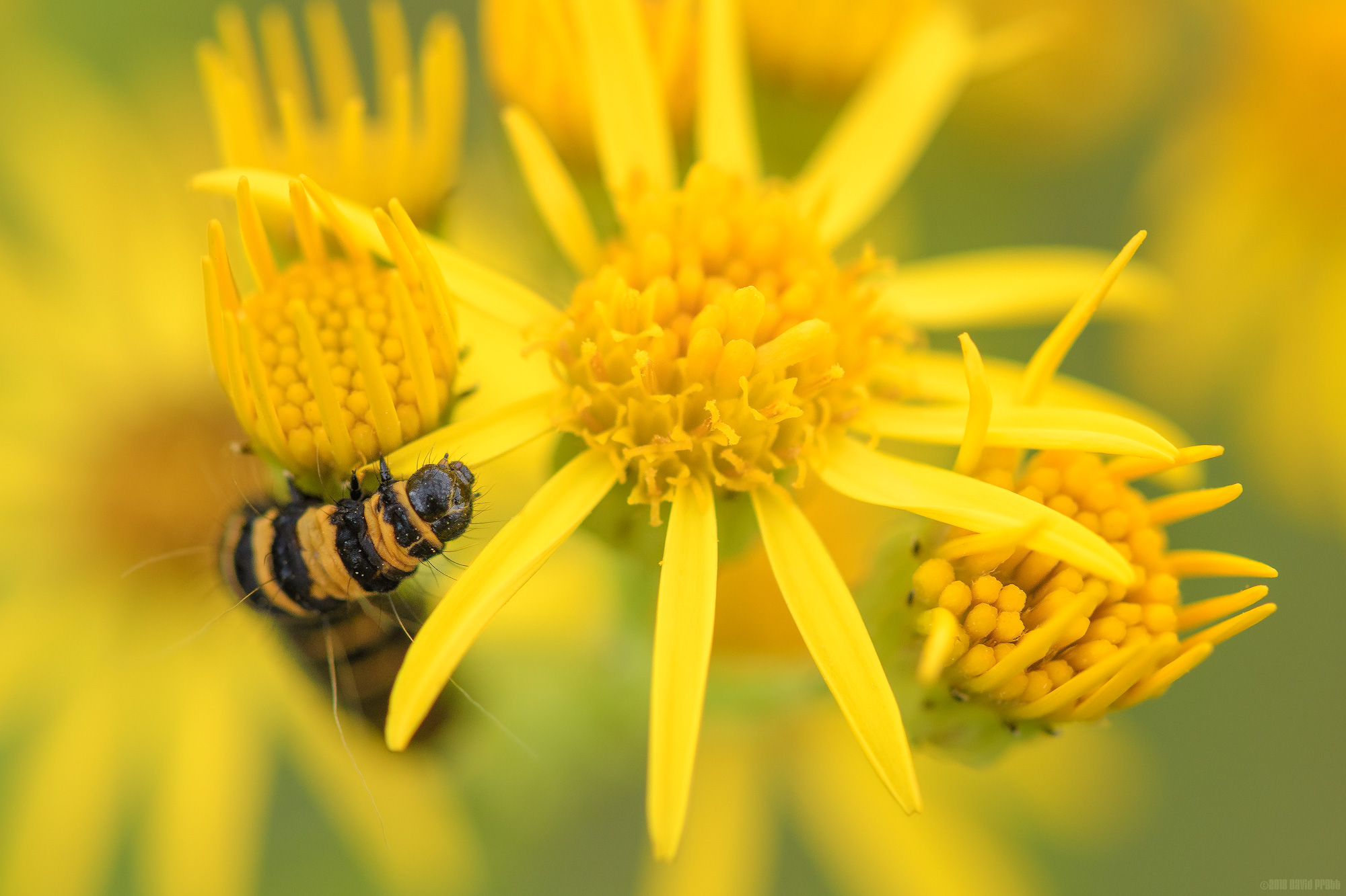 Climbing The Yellow Jungle