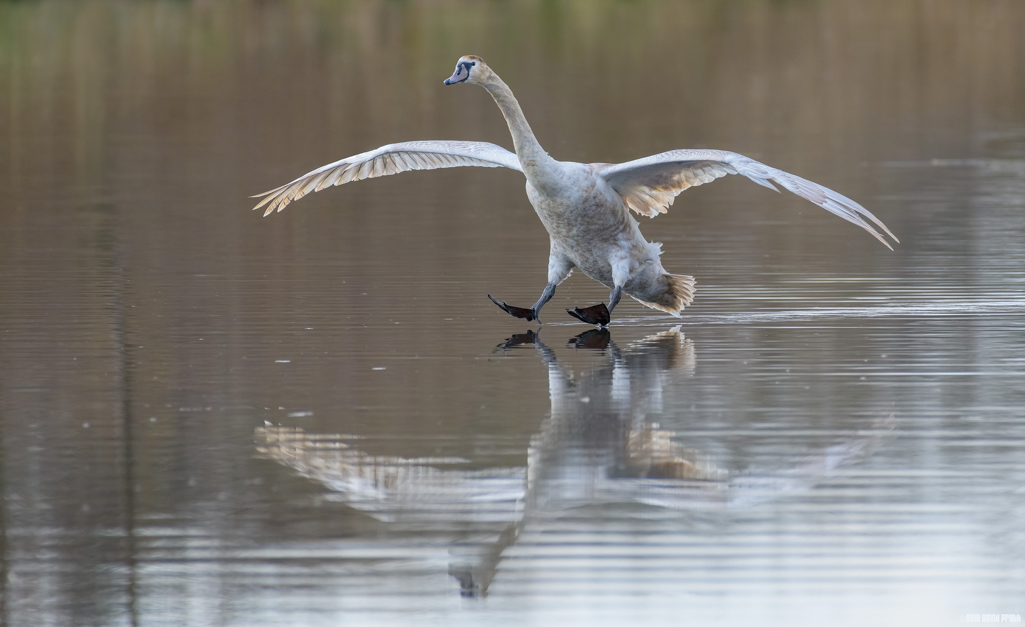 Houston We Have Touch Down