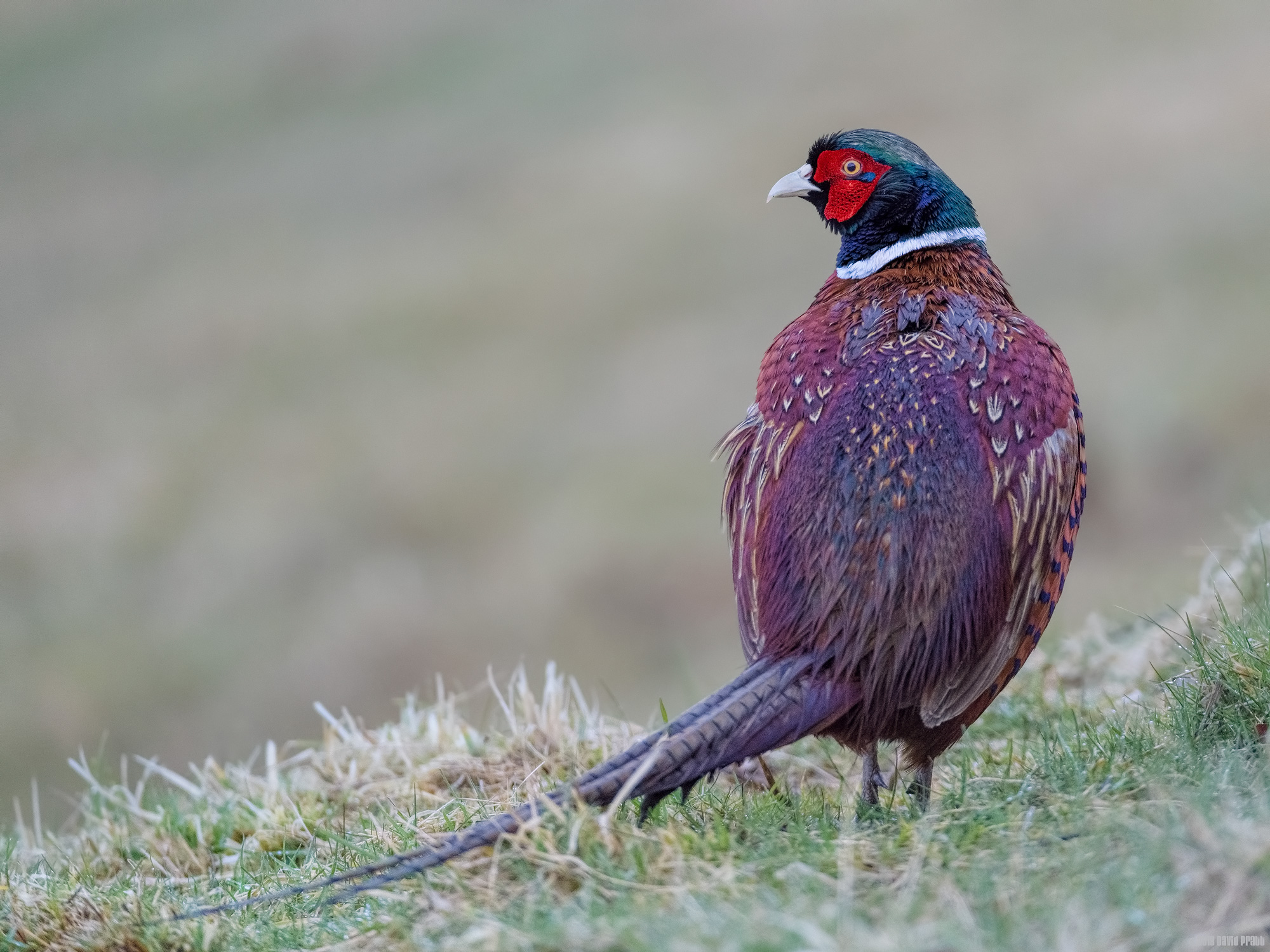 Time To Stand and Stare