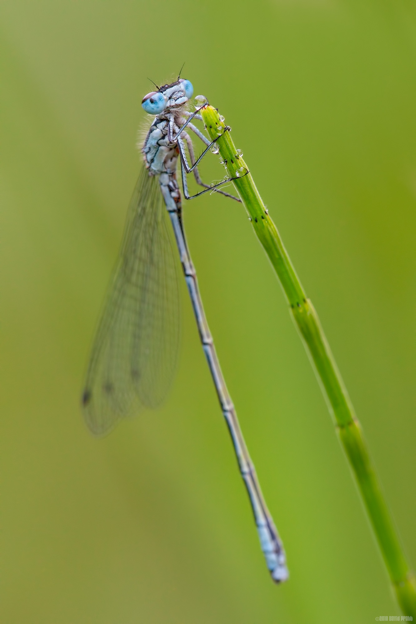 Common Blue On Green