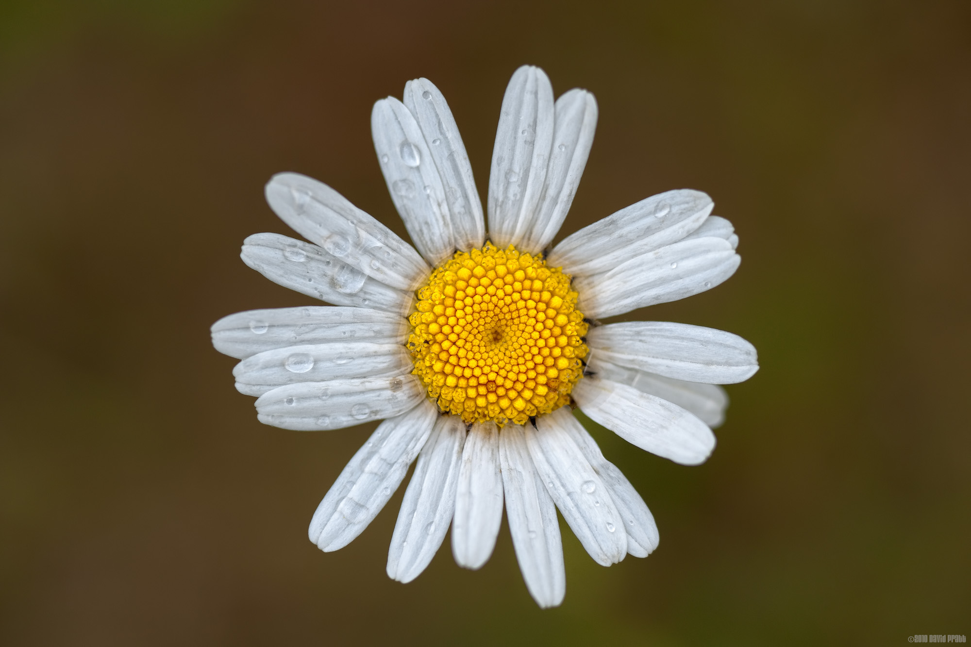 Oxeye Daisy