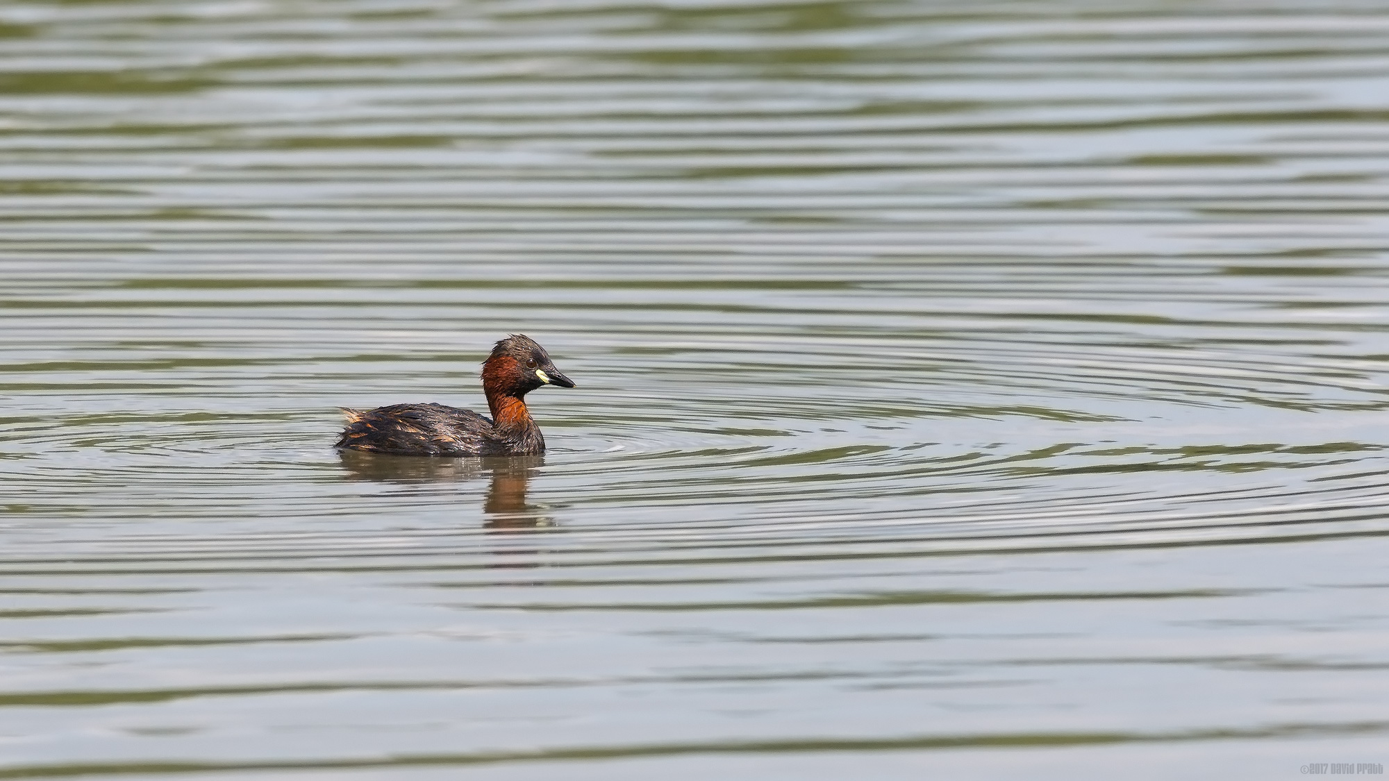 Little Grebe