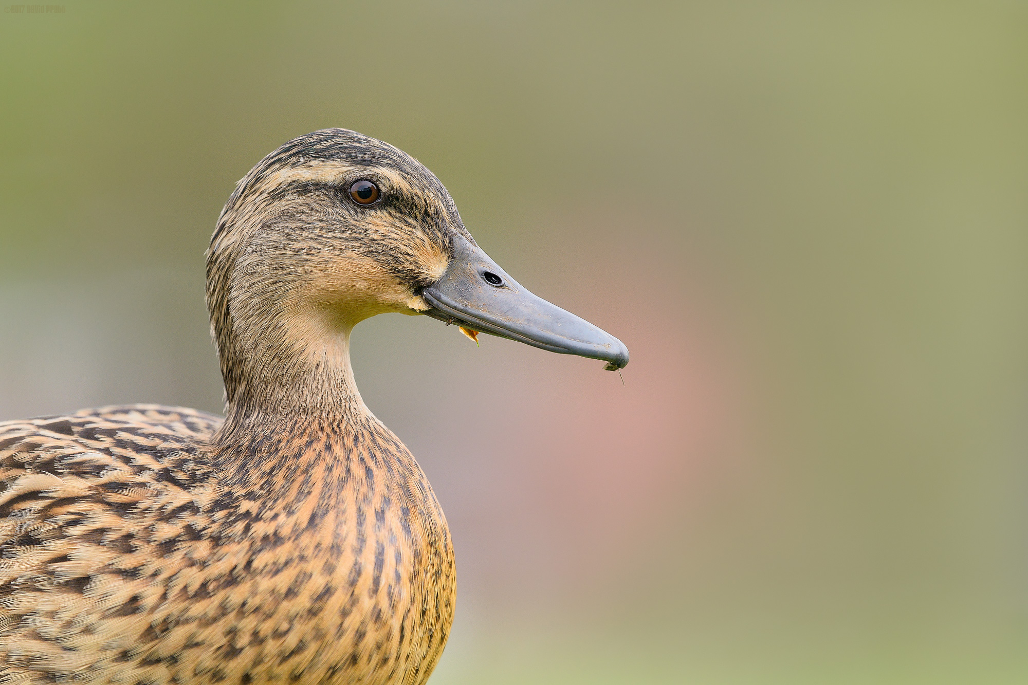 Spring Is In The Air