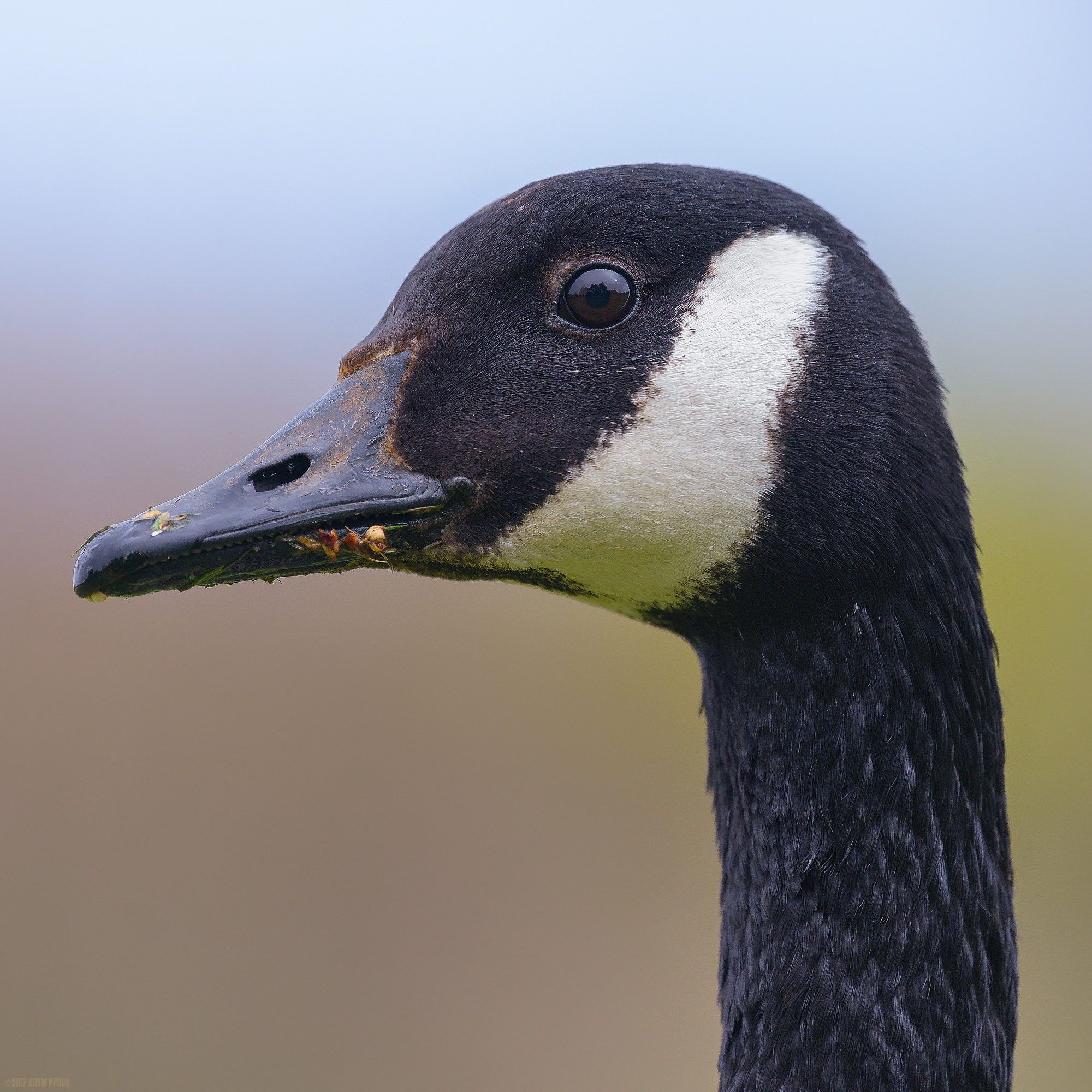 Canada Goose