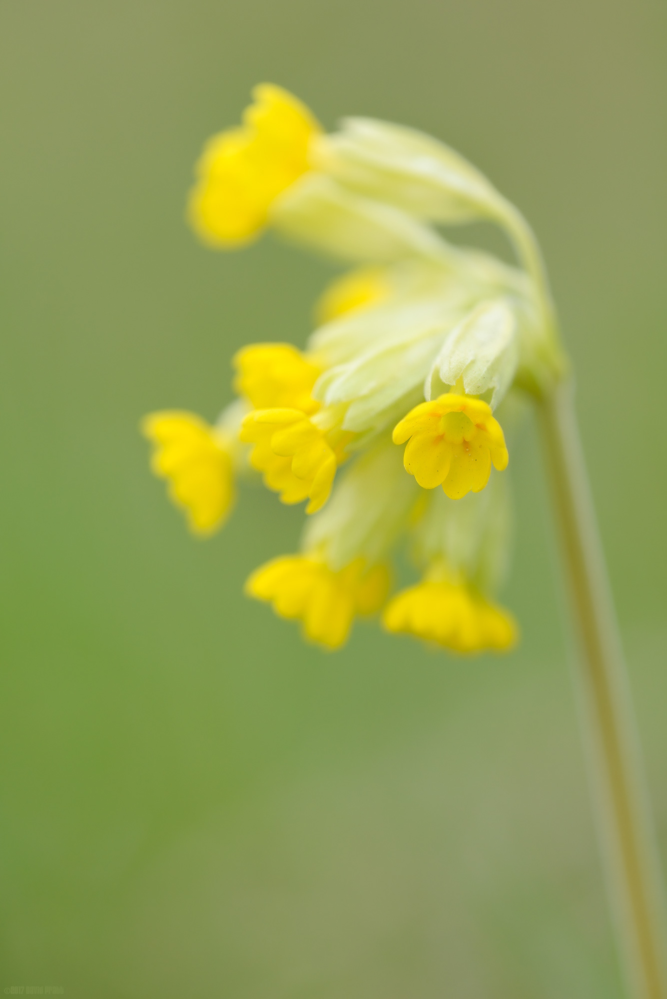 Cowslip
