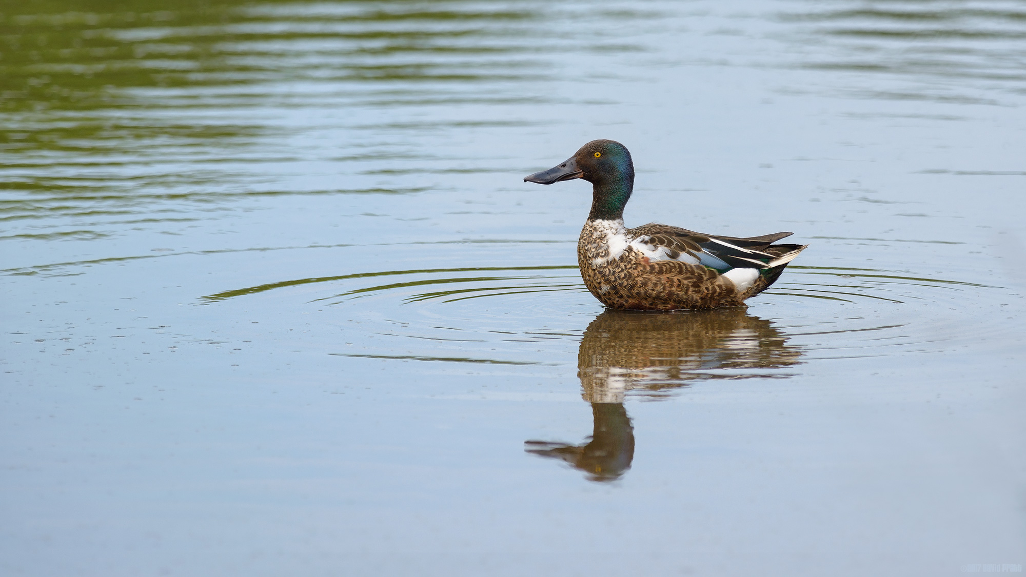 Juvenile Shoveler