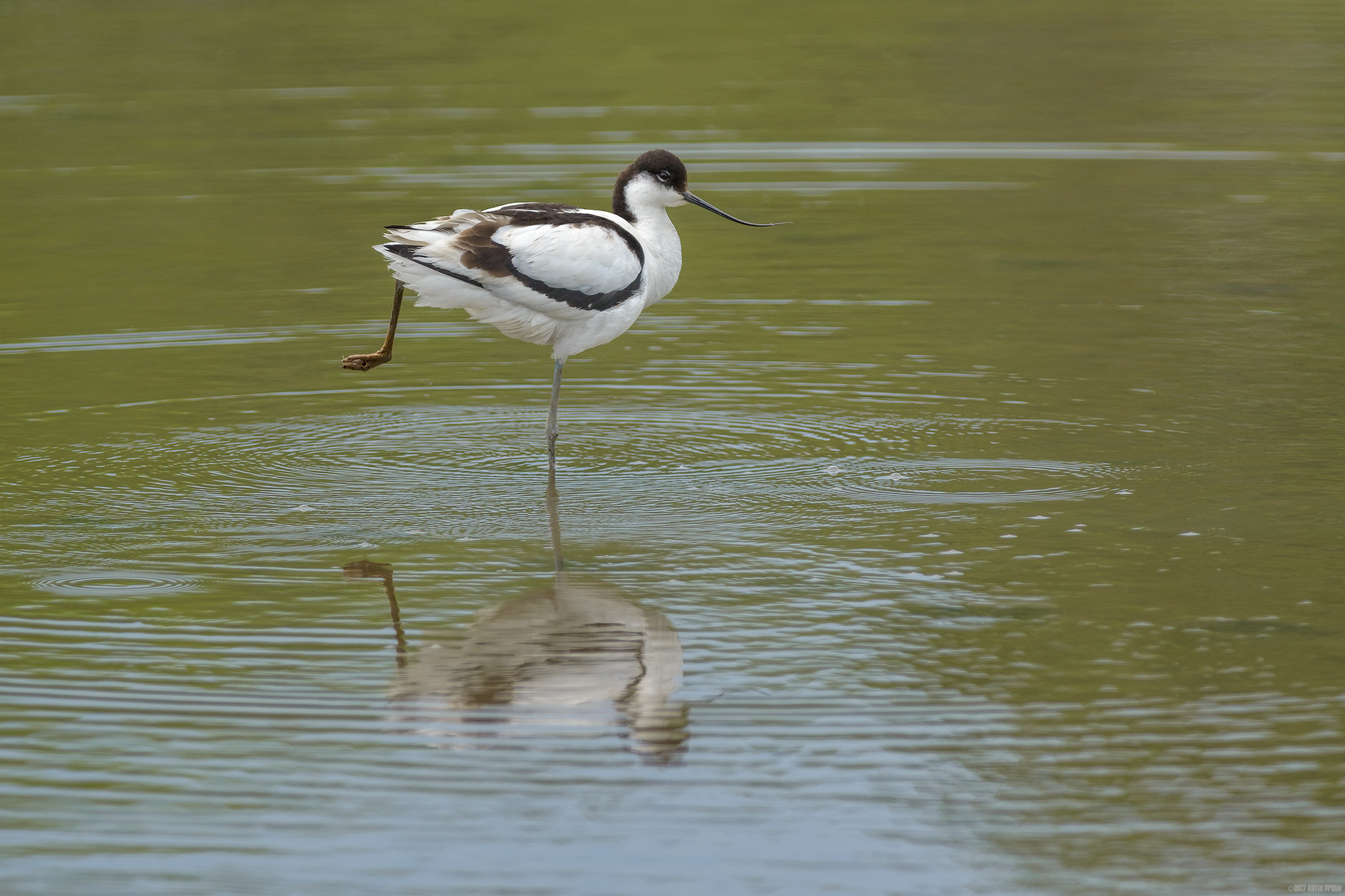 The Ministry Of Silly Walks