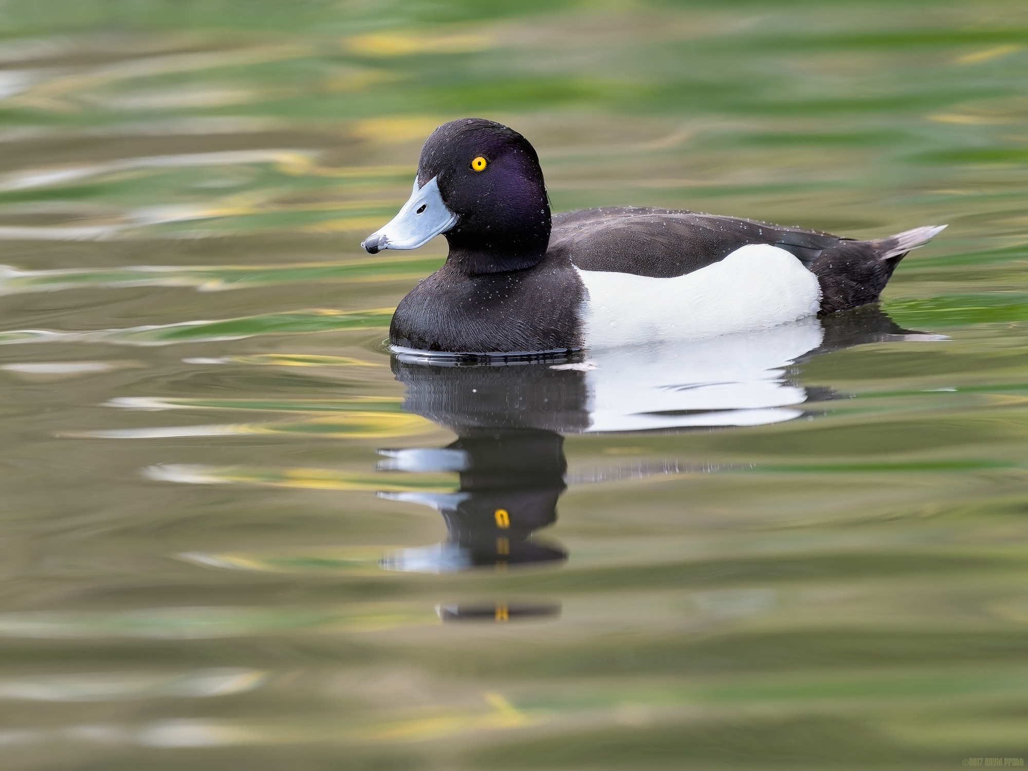 Reflection In The Rain