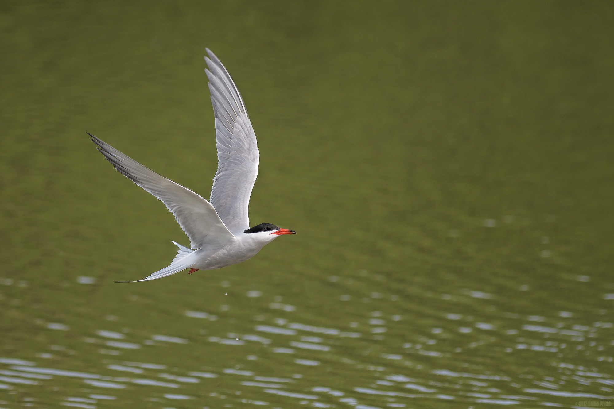 Common Tern