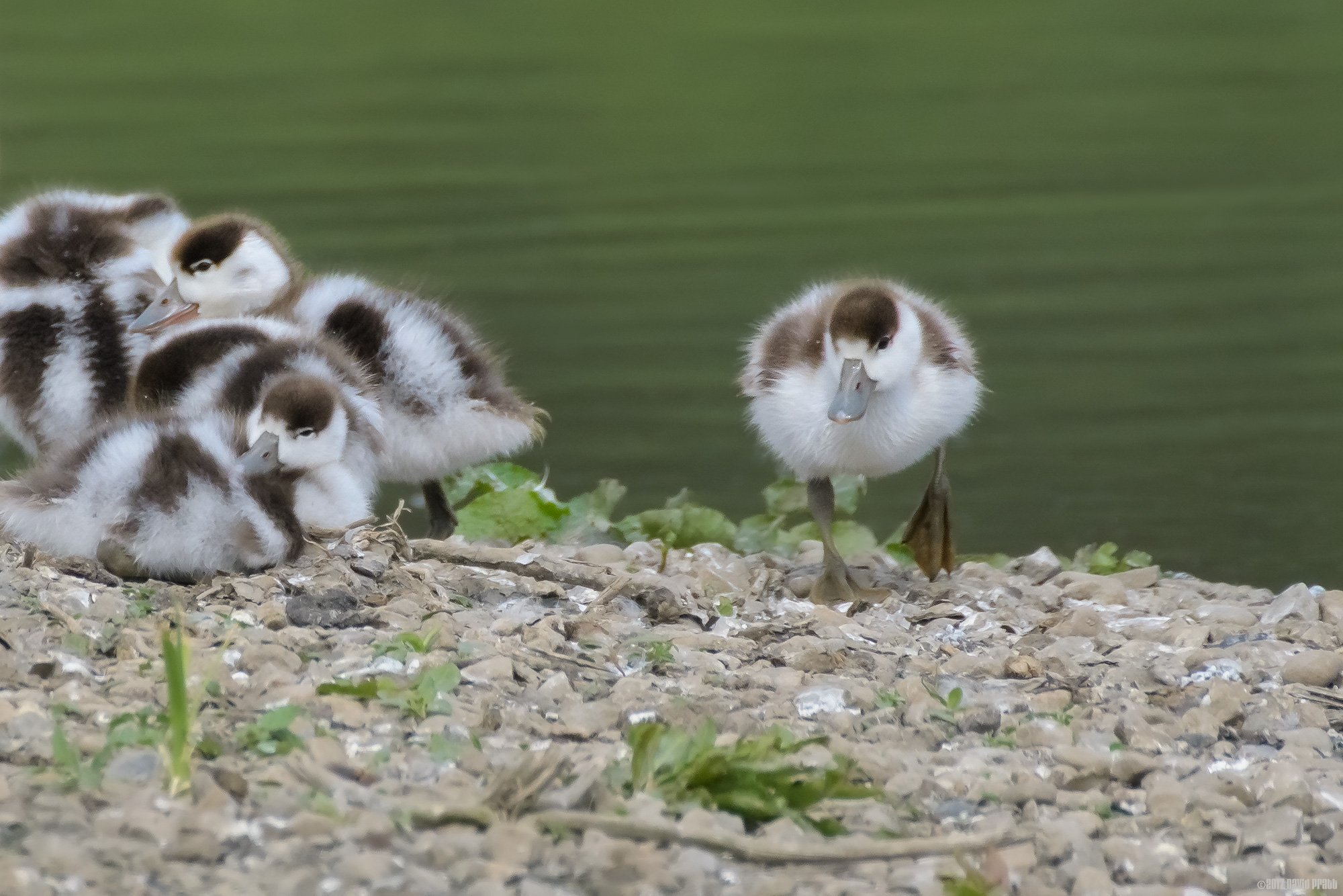 Fluffy Shelduck