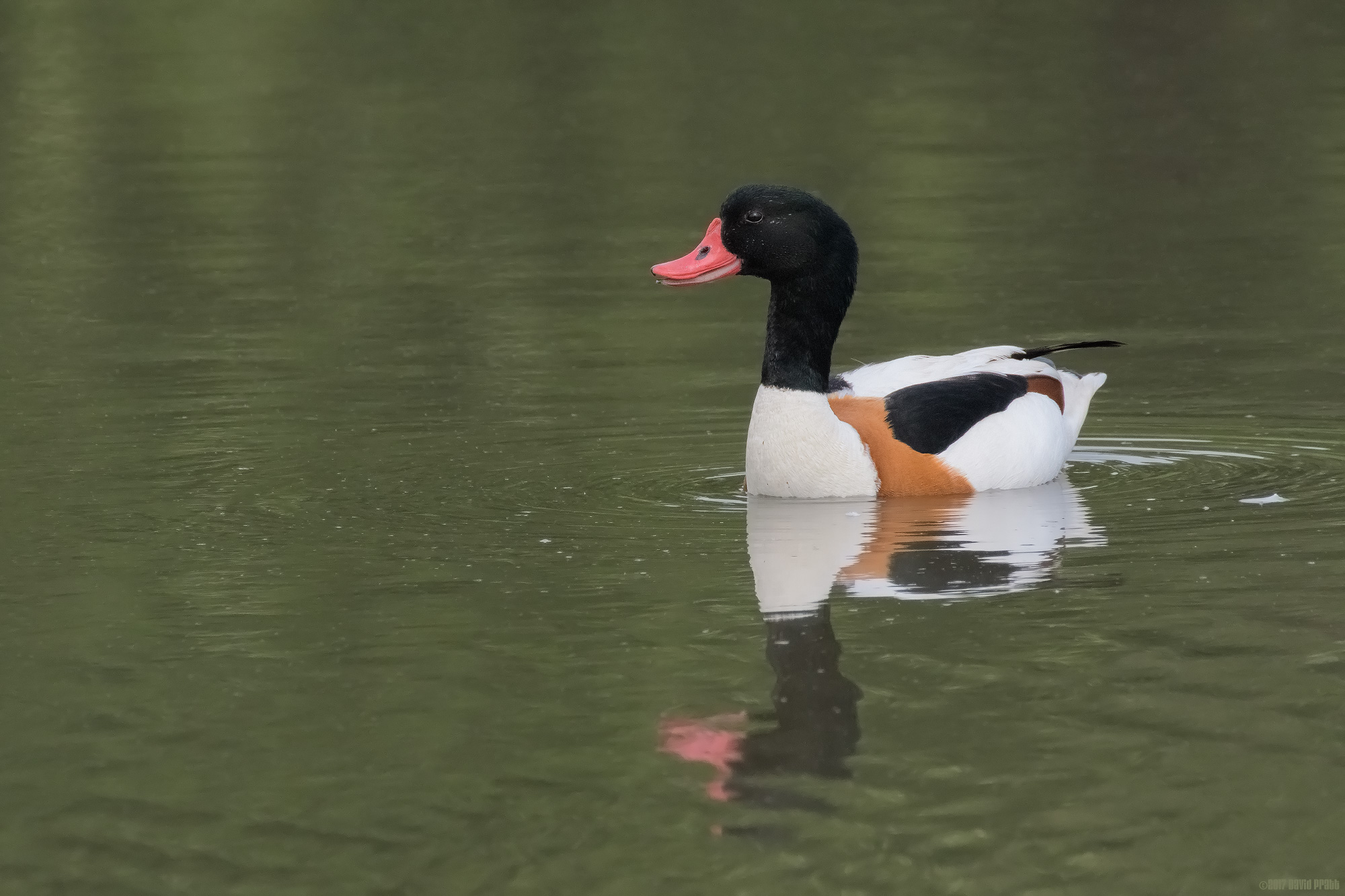 Shelduck